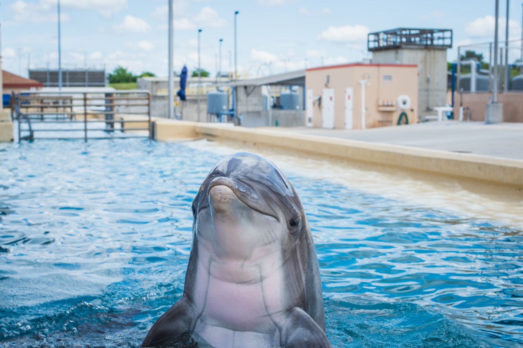 A dolphin in captivity - Wildlife. Not entertainers - World Animal Protection