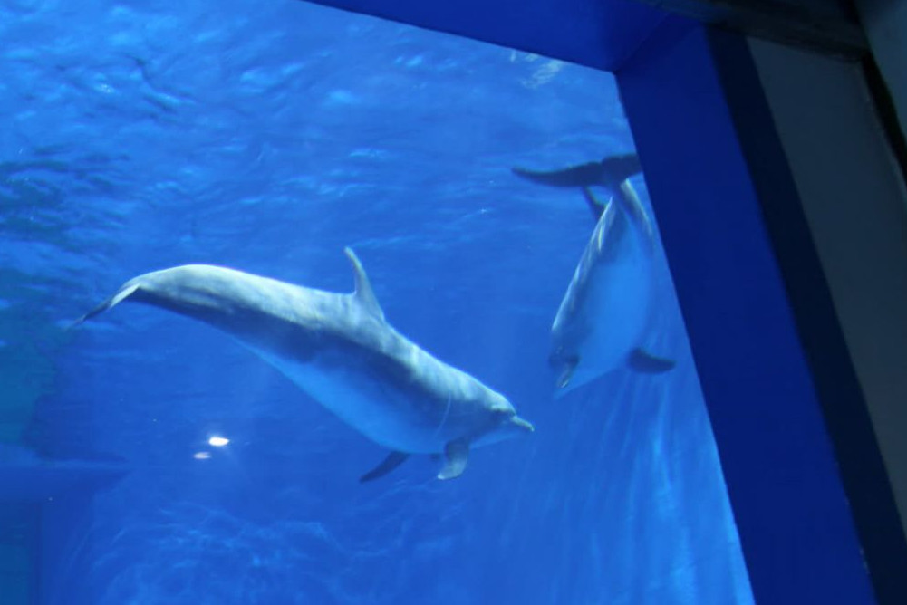 A dolphin tank at an entertainment park in China - dolphins in captivity - World Animal Protection