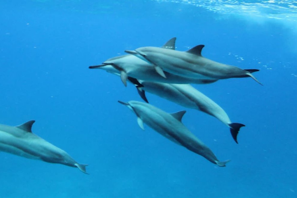 A pod of spinner dolphins off the west coast of Oahu, Hawaii - Dolphins in captivity - World Animal Protection