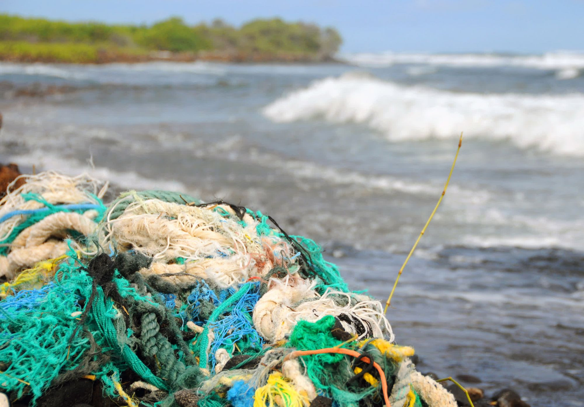 Removing ghost gear from a beach - Sea Change - World Animal Protection