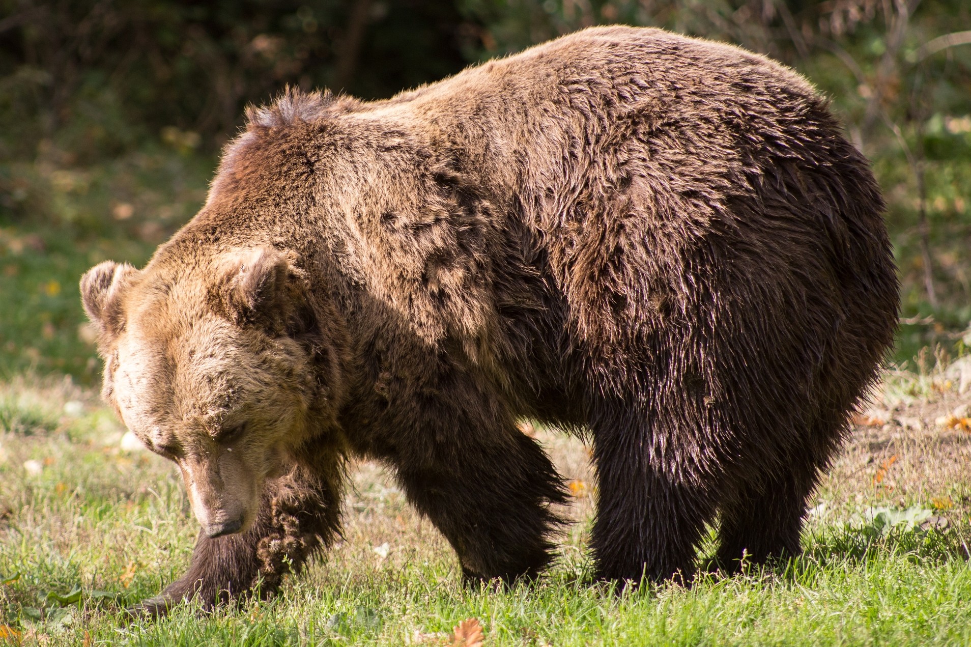 One of the residents at the Romanian bear sanctuary