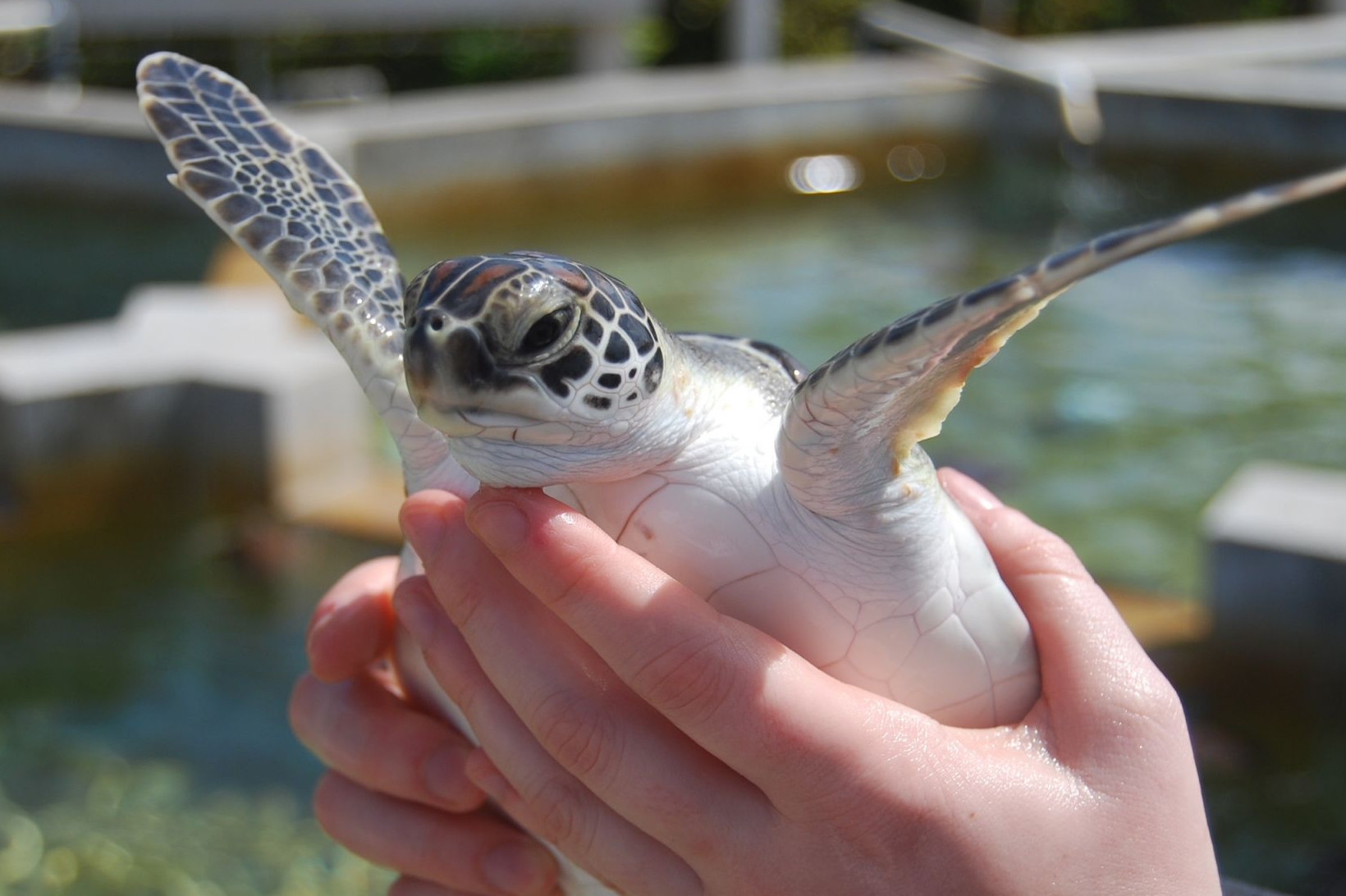handling turtles can be stressful for the animal