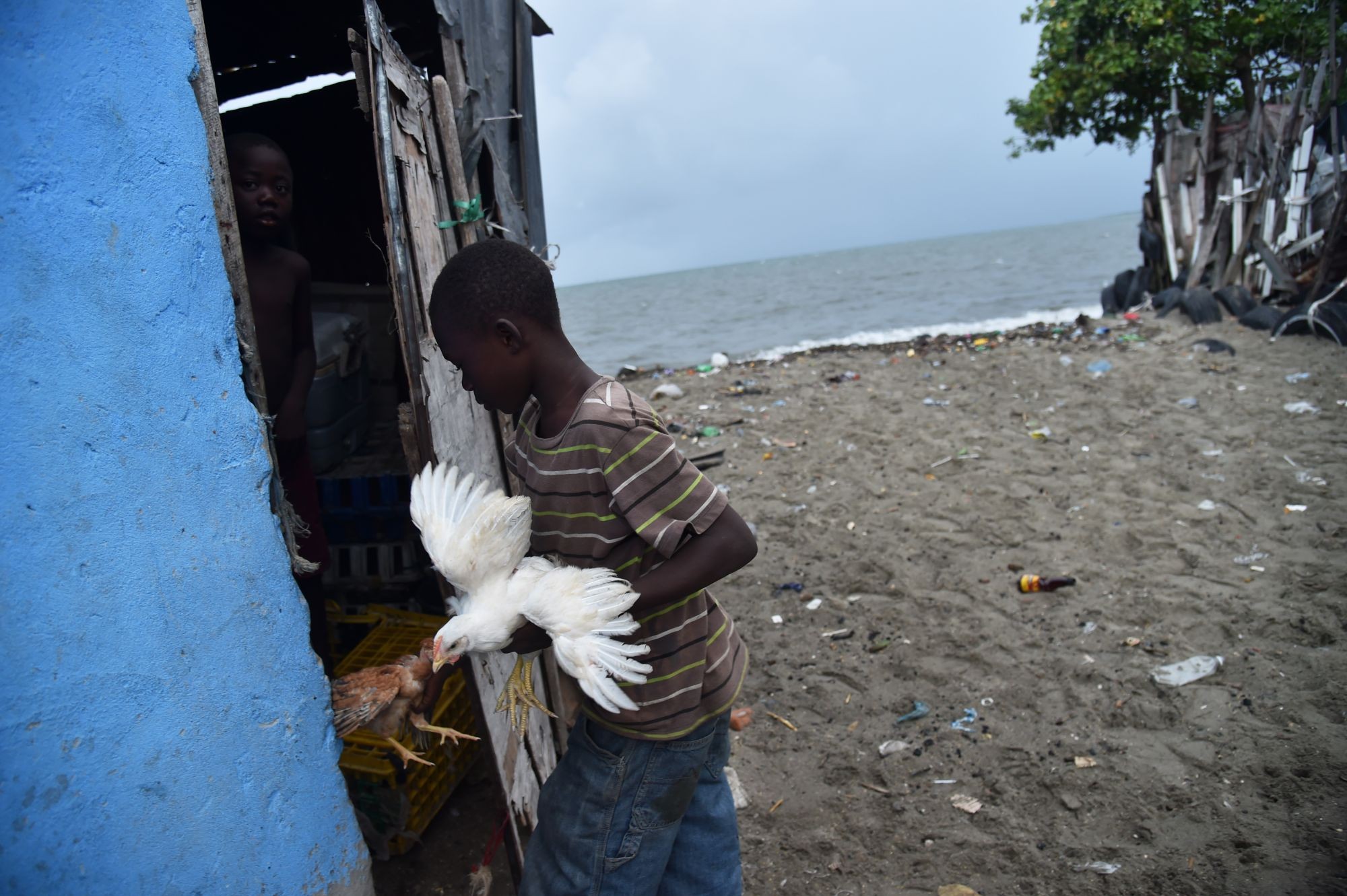 A boy rounds up his chickens into his house in the neighbourhood of Aviation, in Cap-Haitian on 7th September 2017, before the arrival of Hurricane Irma. Credit: Hector Retamal/AFP/Getty Images  