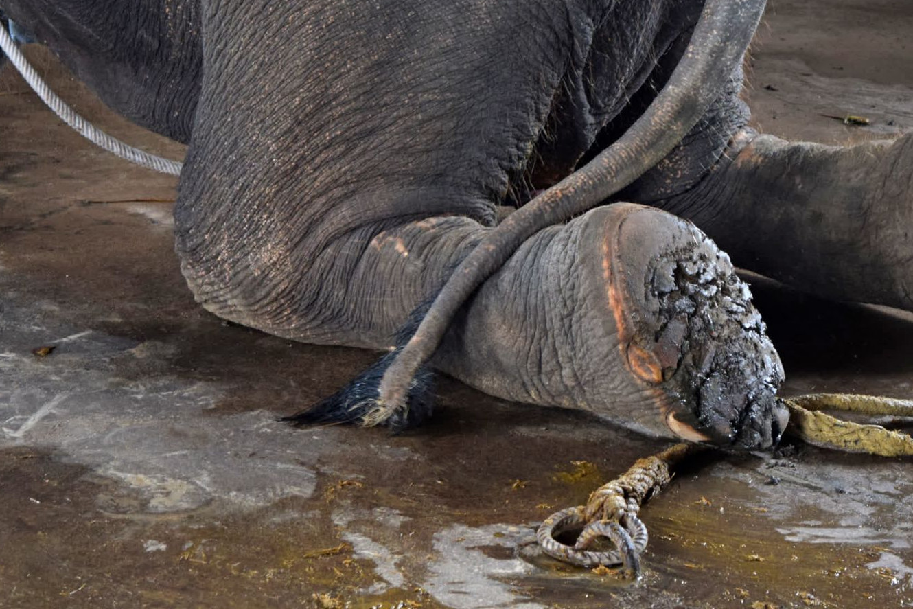 Elephant kneeling with an injured foot at Amer Fort, India - World Animal Protection - World Animal Protection