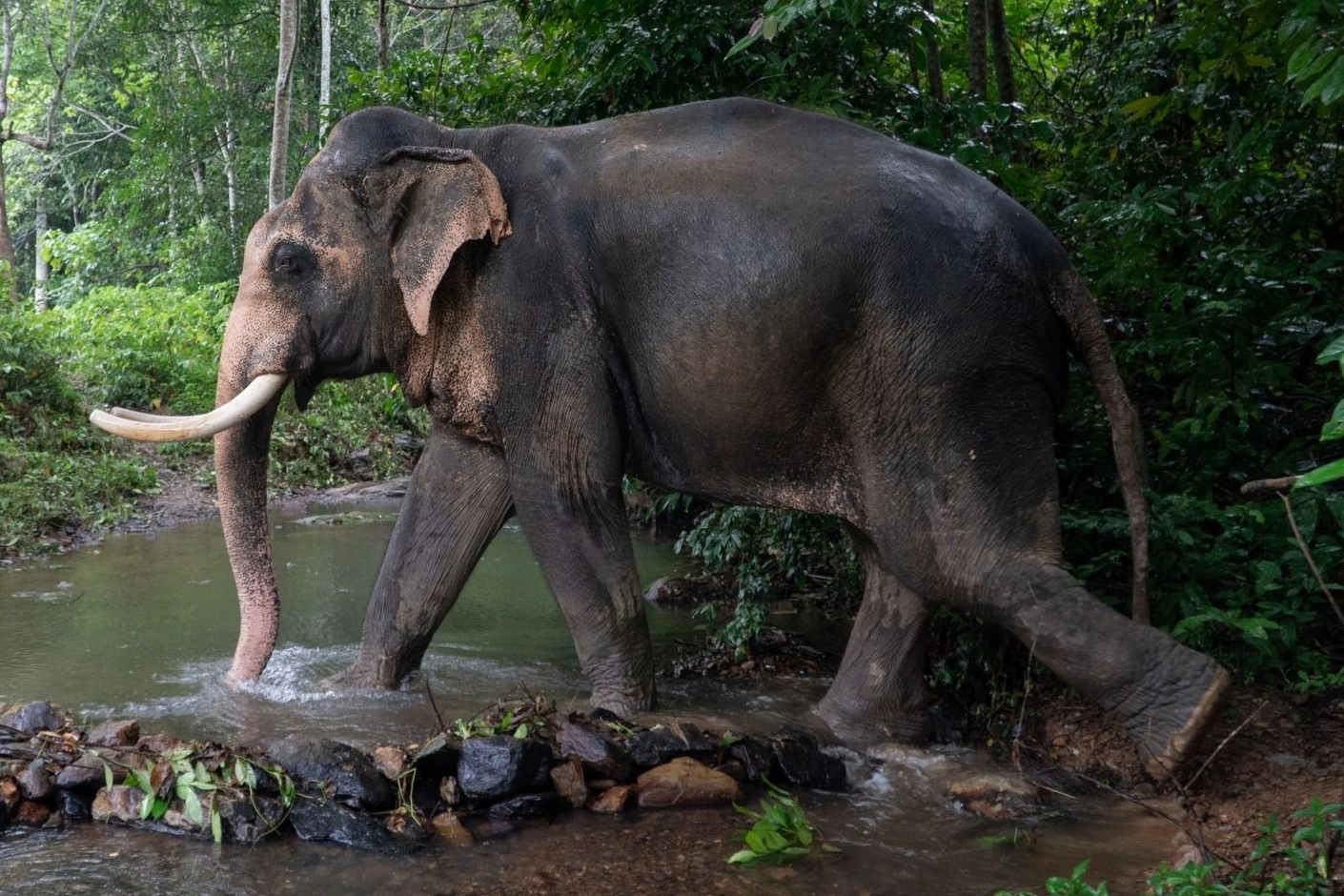 Elephant riding and bathing now 'unacceptable' in latest travel association  guidelines | World Animal Protection
