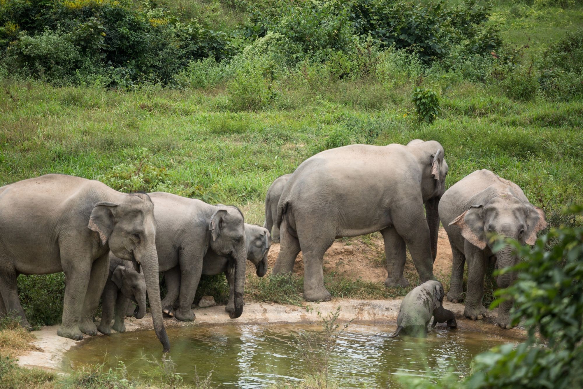 Elephants at Kui Buri National Park - World Animal Protection - Wildlife not entertainers