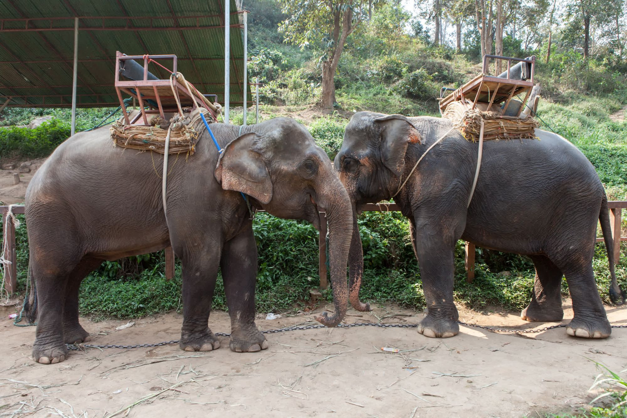 Elephants facing each other with saddles on their backs at a tourist attraction - Unite for the herd - World Animal Protection