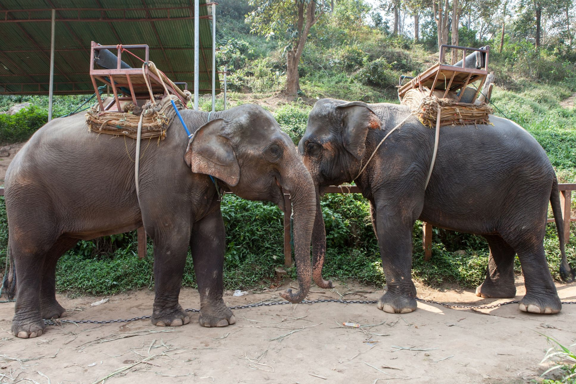 Elephants at tourist attraction with saddles on their backs - Wildlife. Not entertainers - World Animal Protection