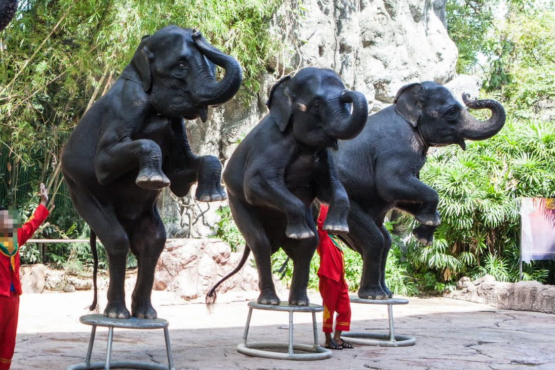 Elephants performing in a show for tourists in Thailand - World Animal Protection - Wildlife. Not entertainers