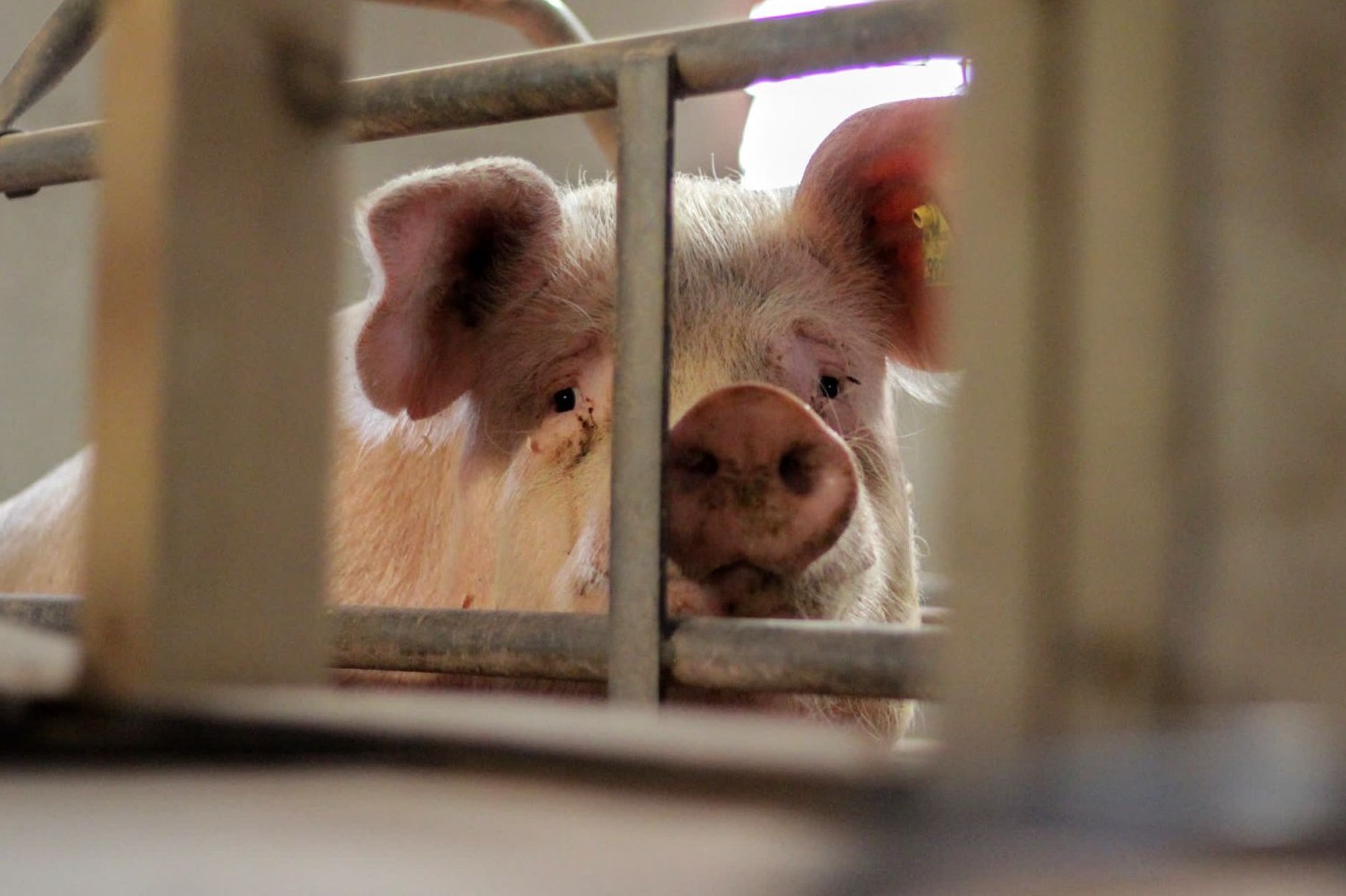 Mother pig suffering on factory farm in cage - Animals in farming - World Animal Protectio