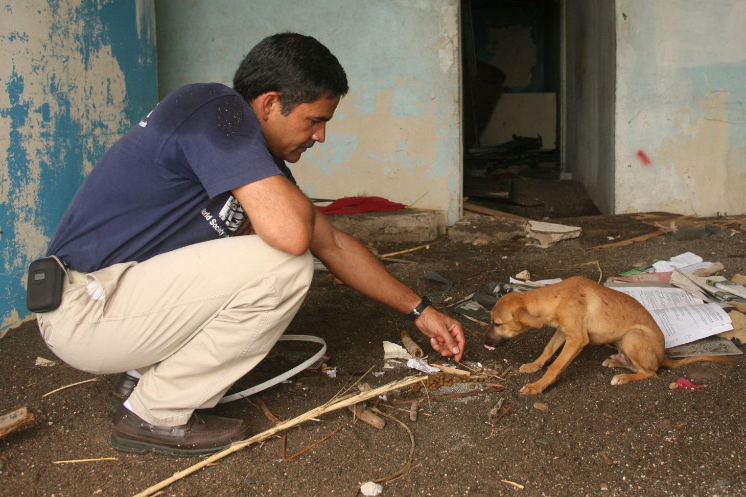 Our director of disasters feeds a dog in Jamaica after Hurricane Dean - World Animal Protection - Disaster response