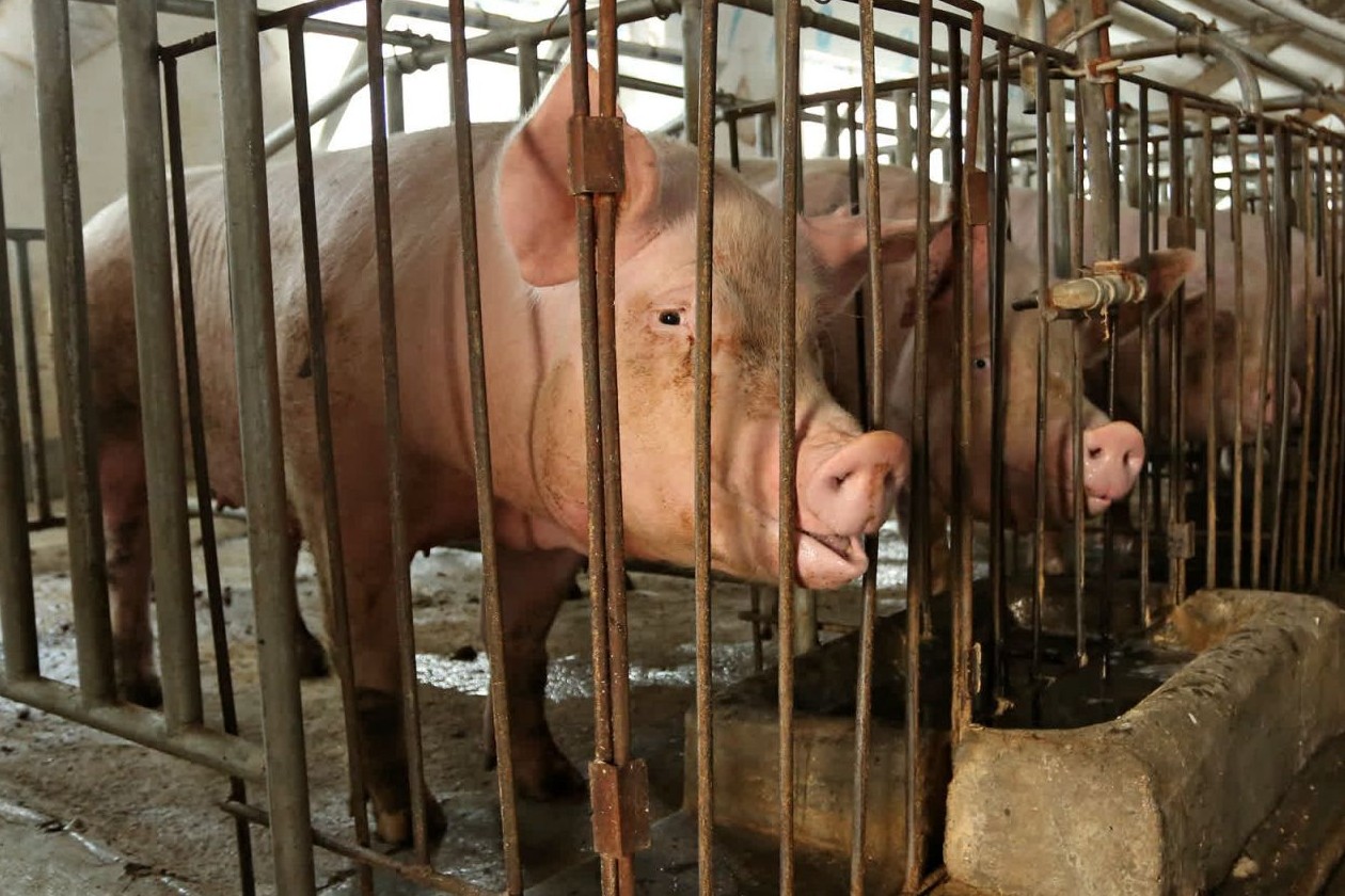 Mother pig looking through her cage on a factory farm - Raise Pigs Right - World Animal Protection