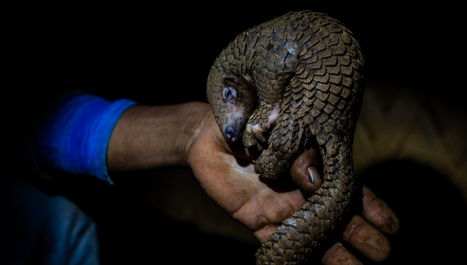 A poached pangolin in Northern India