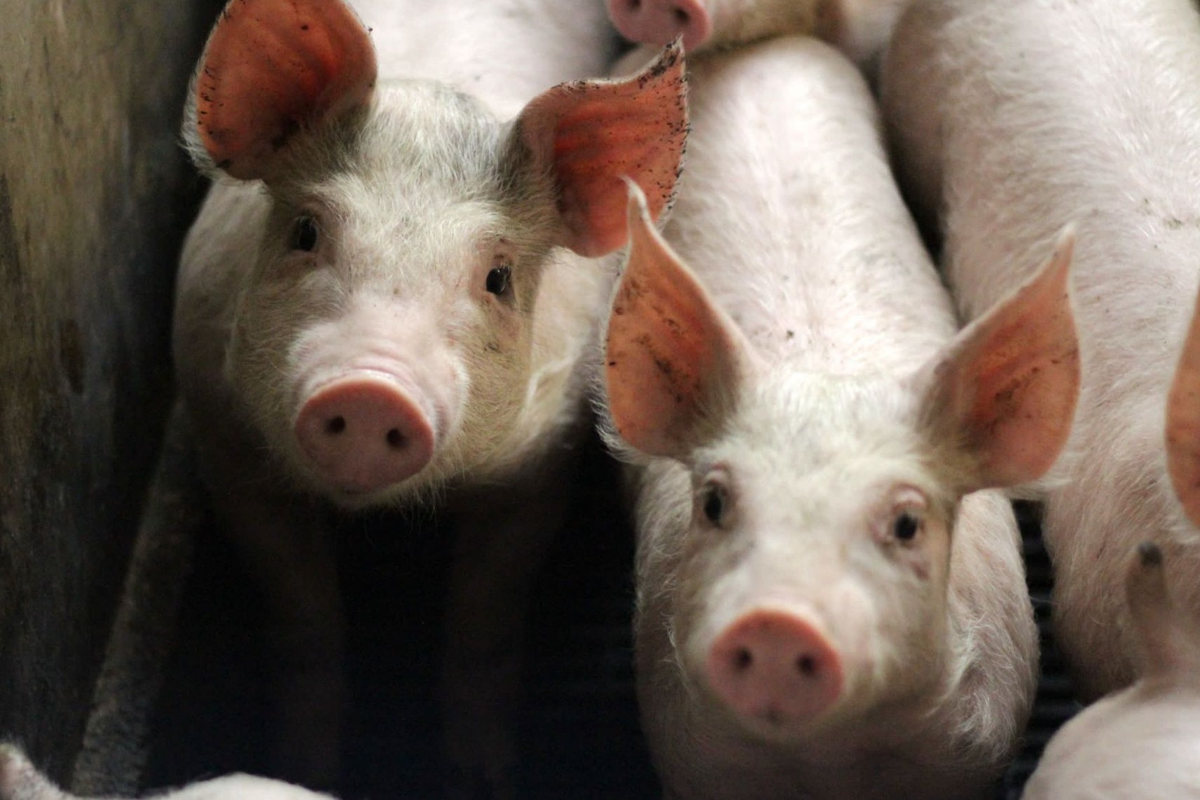 Pigs on a farm in the EU - World Animal Protection - Animals in farming