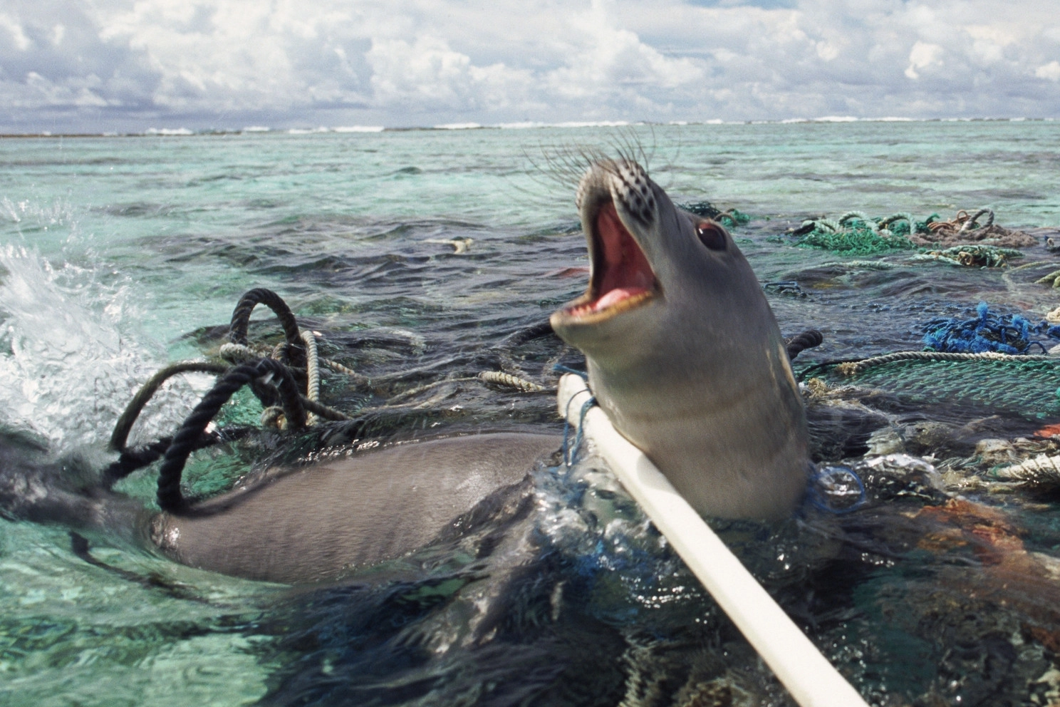 Seal entangled in ghost gear