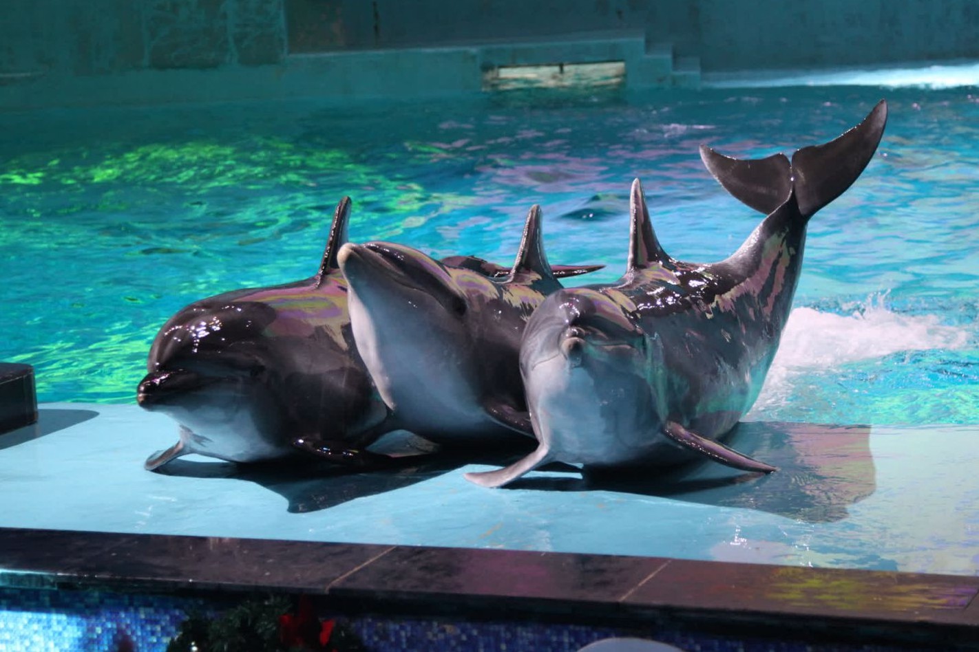 Three dolphins performing at an entertainment park in China - World Animal Protection - Dolphins in captivity