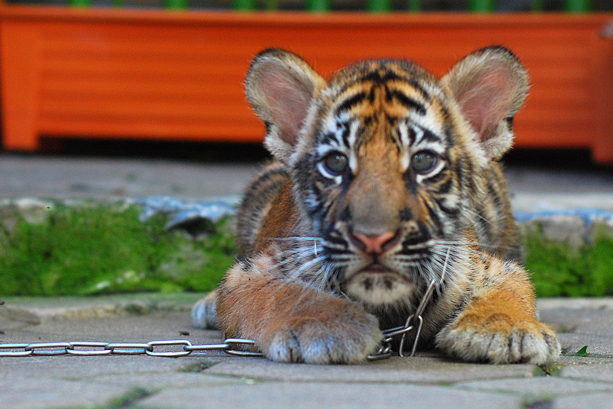 Young tiger chained at tourist attraction
