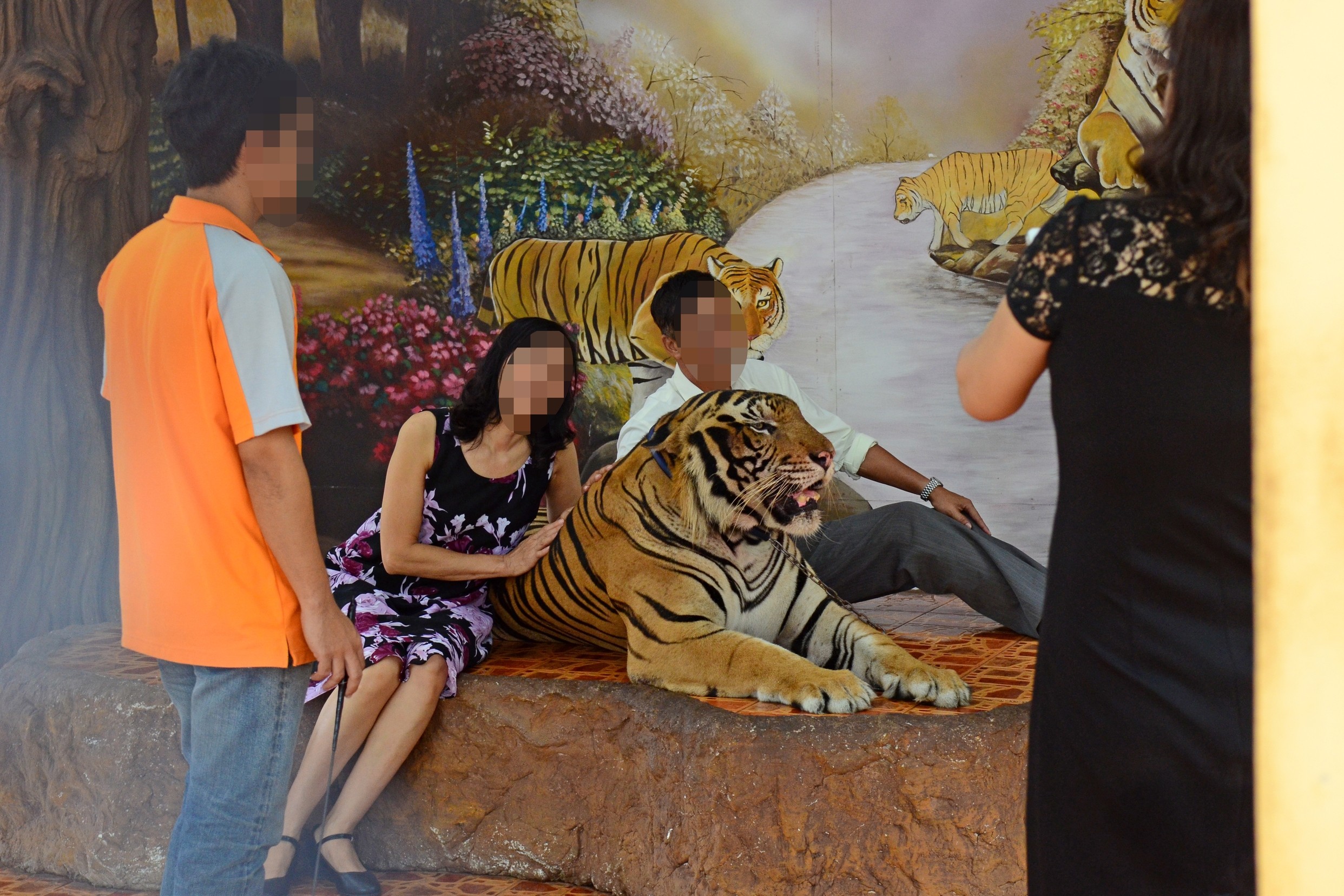 Tourists posing next to a tiger at a tiger entertainment attraction
