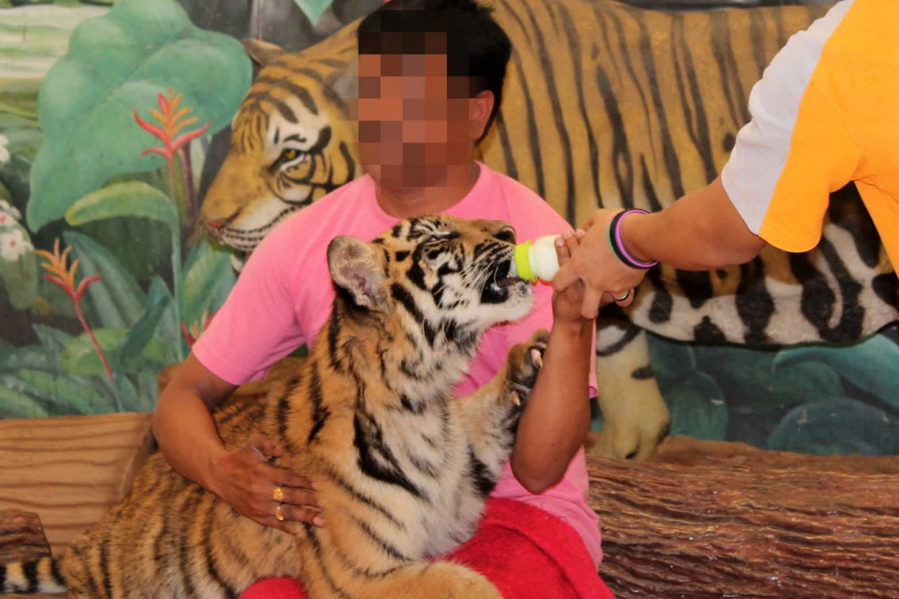 Touist taking photo with tiger at wildlife attraction - Wildlife. Not entertainers - World Animal Protection