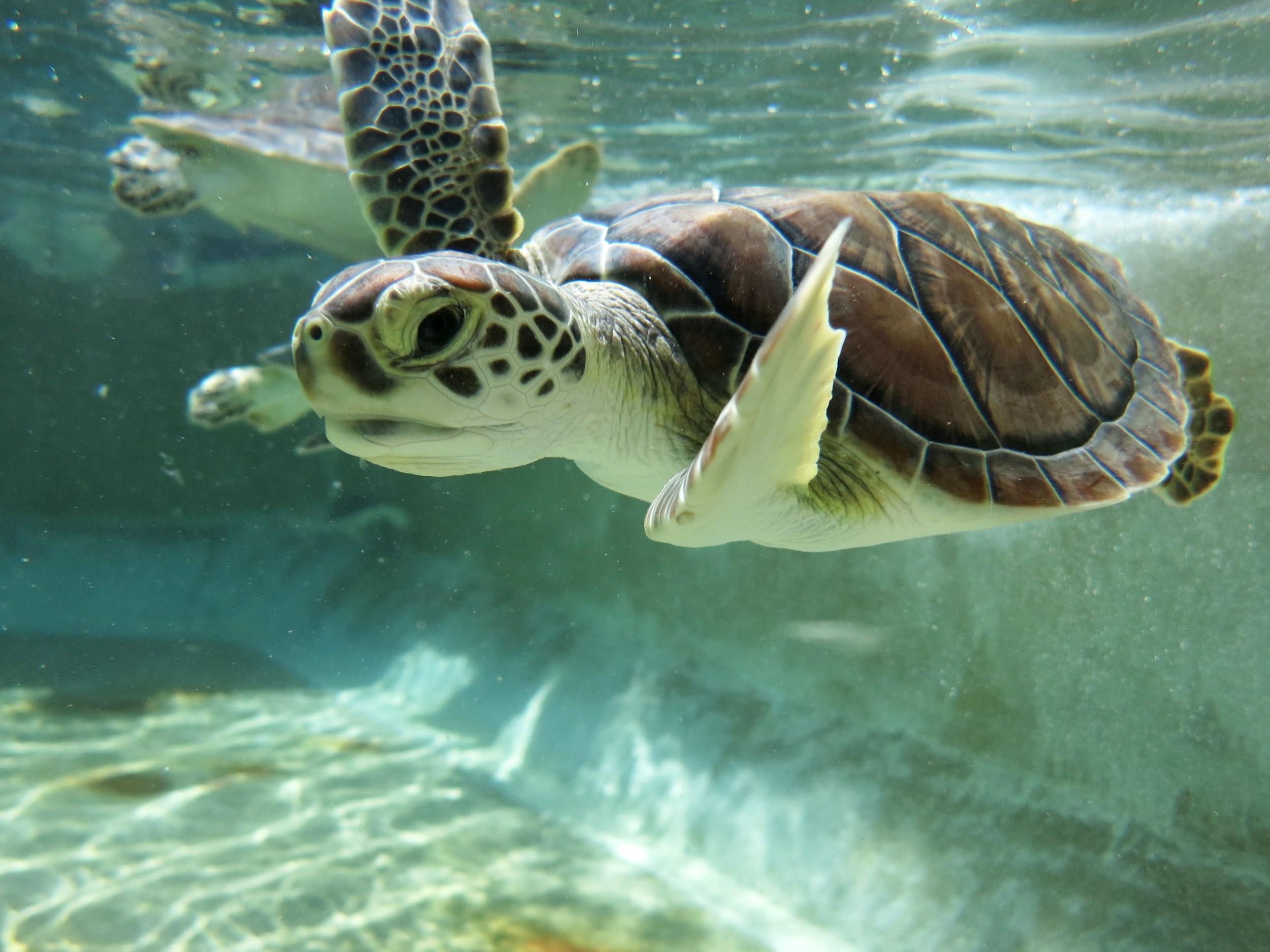 5 surprising facts about turtle cruelty happening today | World Animal  Protection