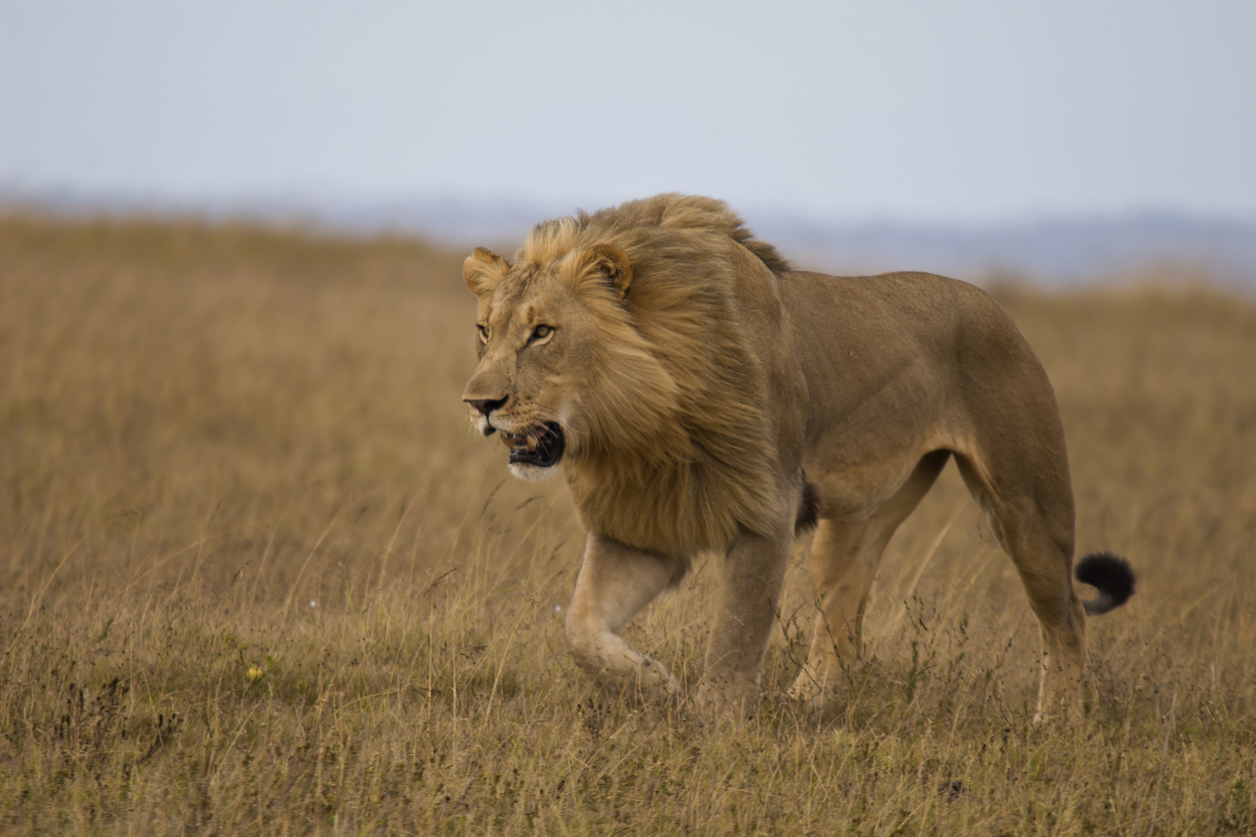 Wild lion in Kenya