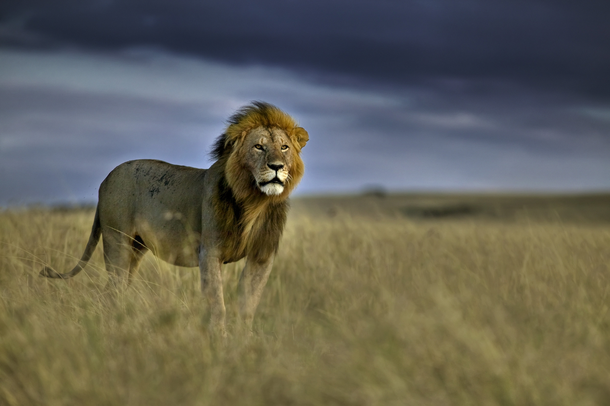 A storm cloud looms behind an adult male lion on the plains of the Masai Mara national reserve in Kenya.