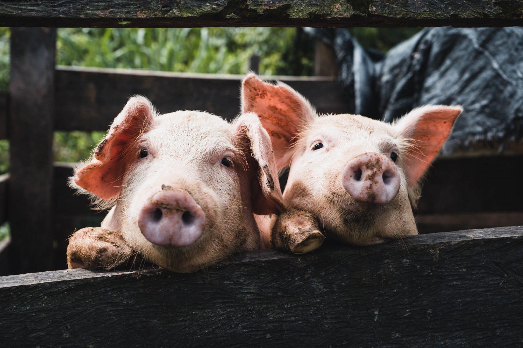 10 facts about pigs | World Animal Protection