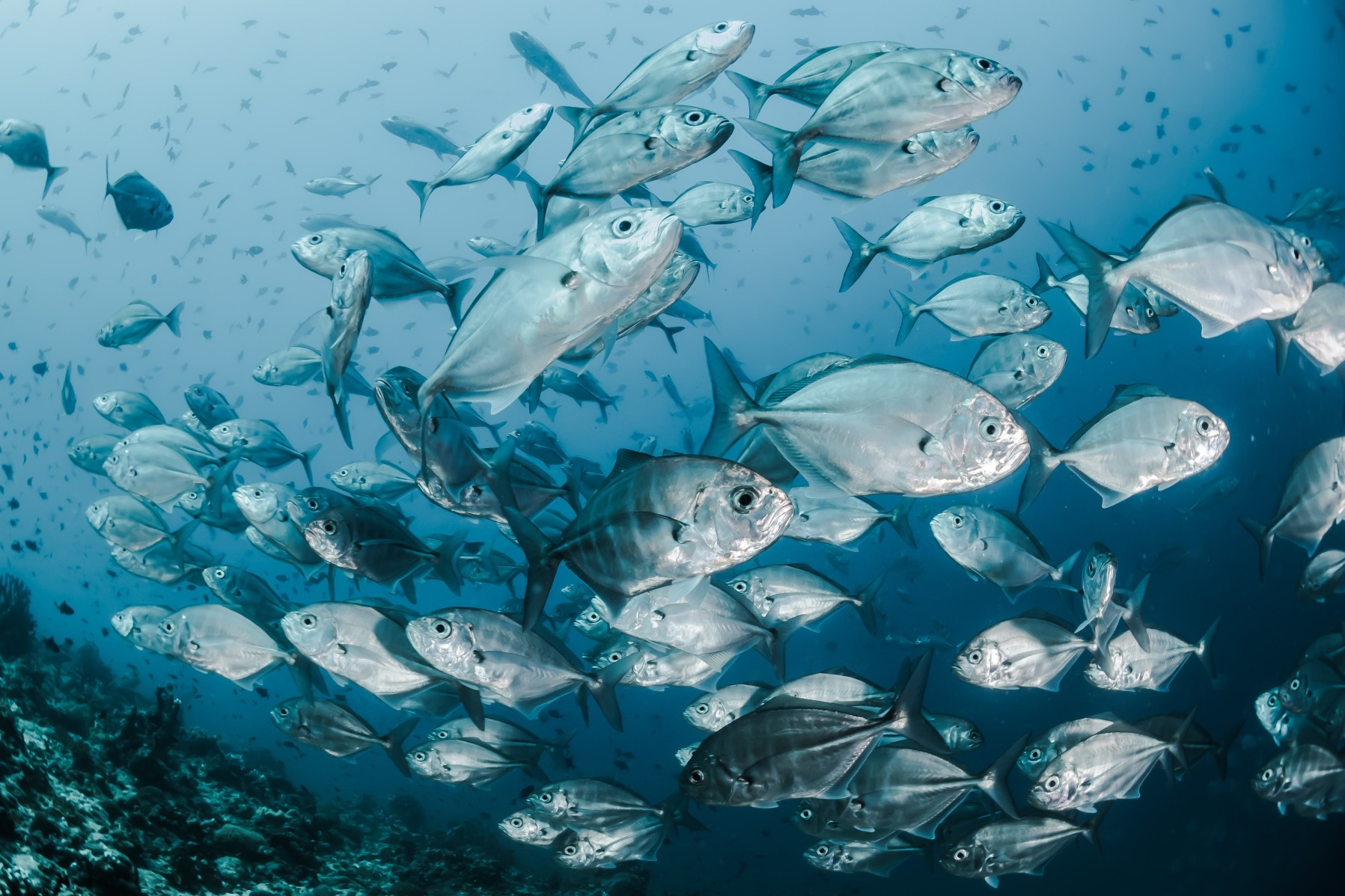 A school of silver fish in the wild