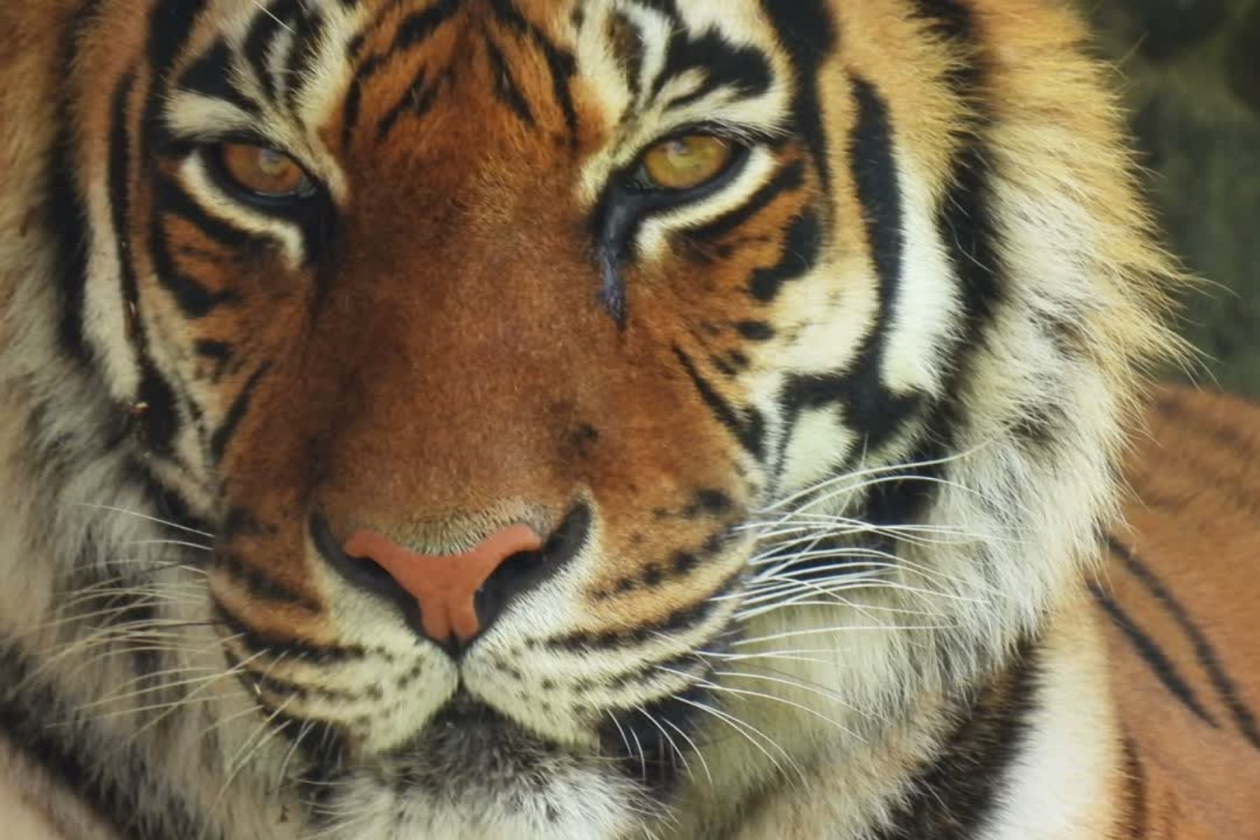 A closeup of a tiger's eyes