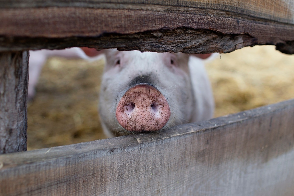 A pig at a farm sanctuary
