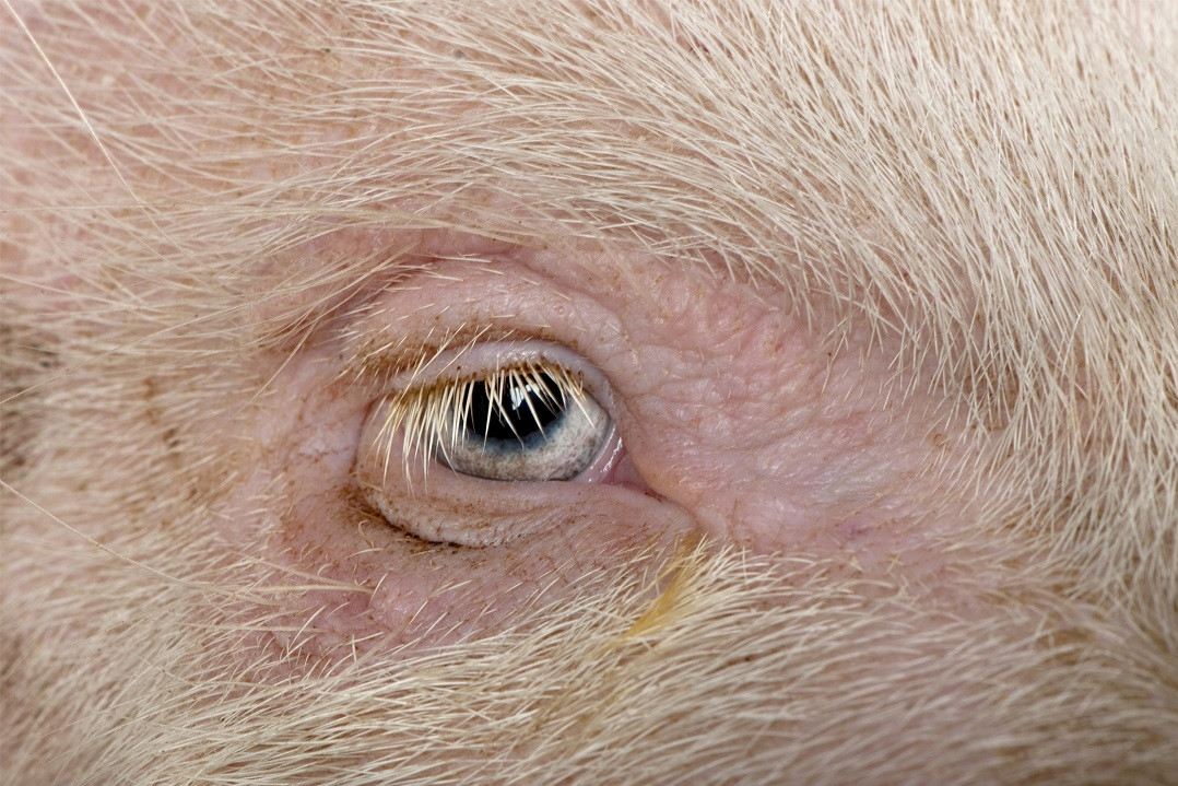 A closeup of a pigs eye