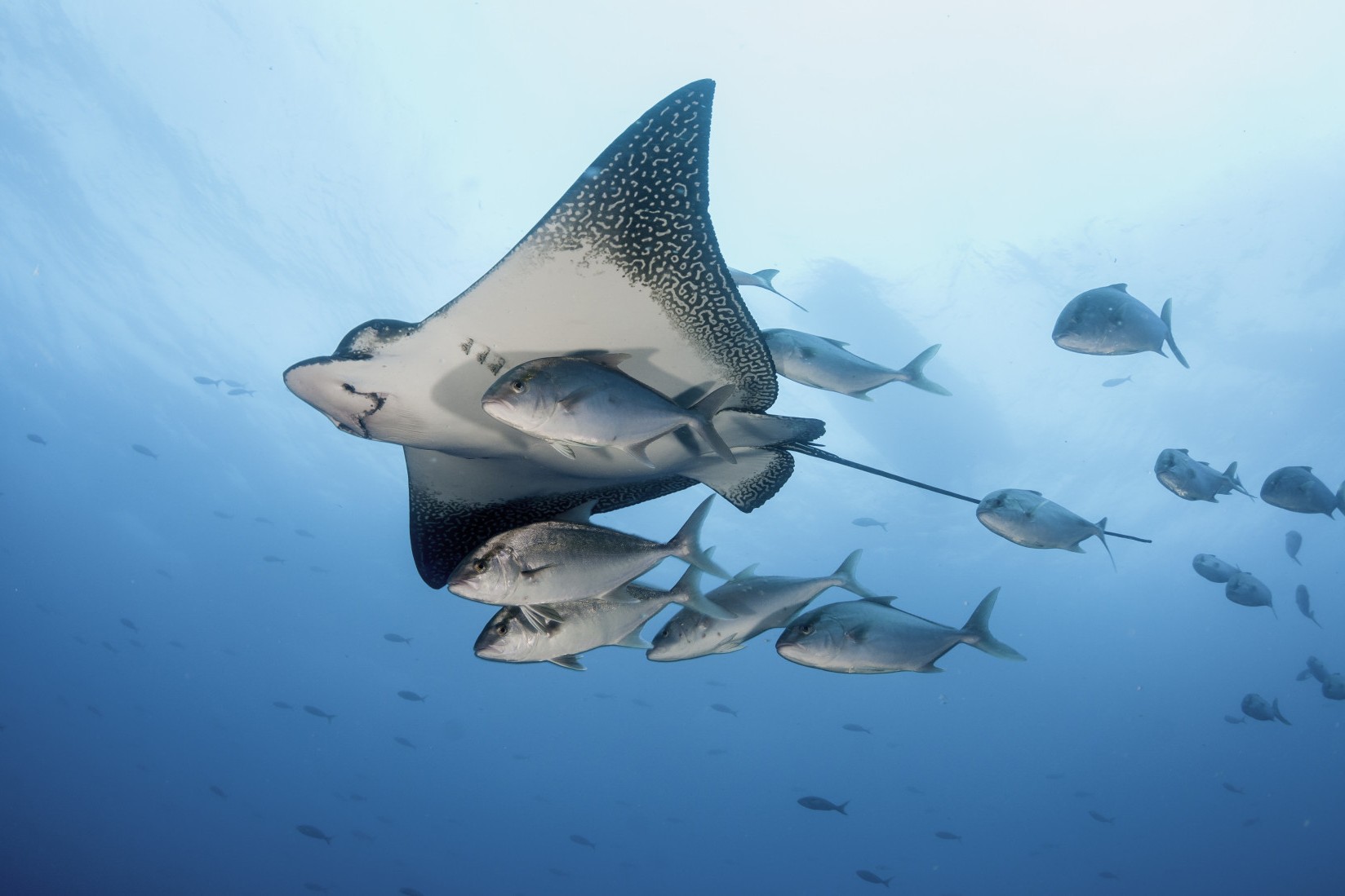 Eagle ray swimming with a small school of jack fish