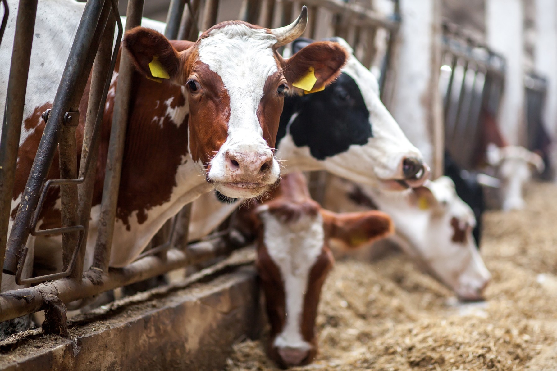 Canada's Code of Practice for the care and handling of dairy cattle is up  for review and public comment | World Animal Protection