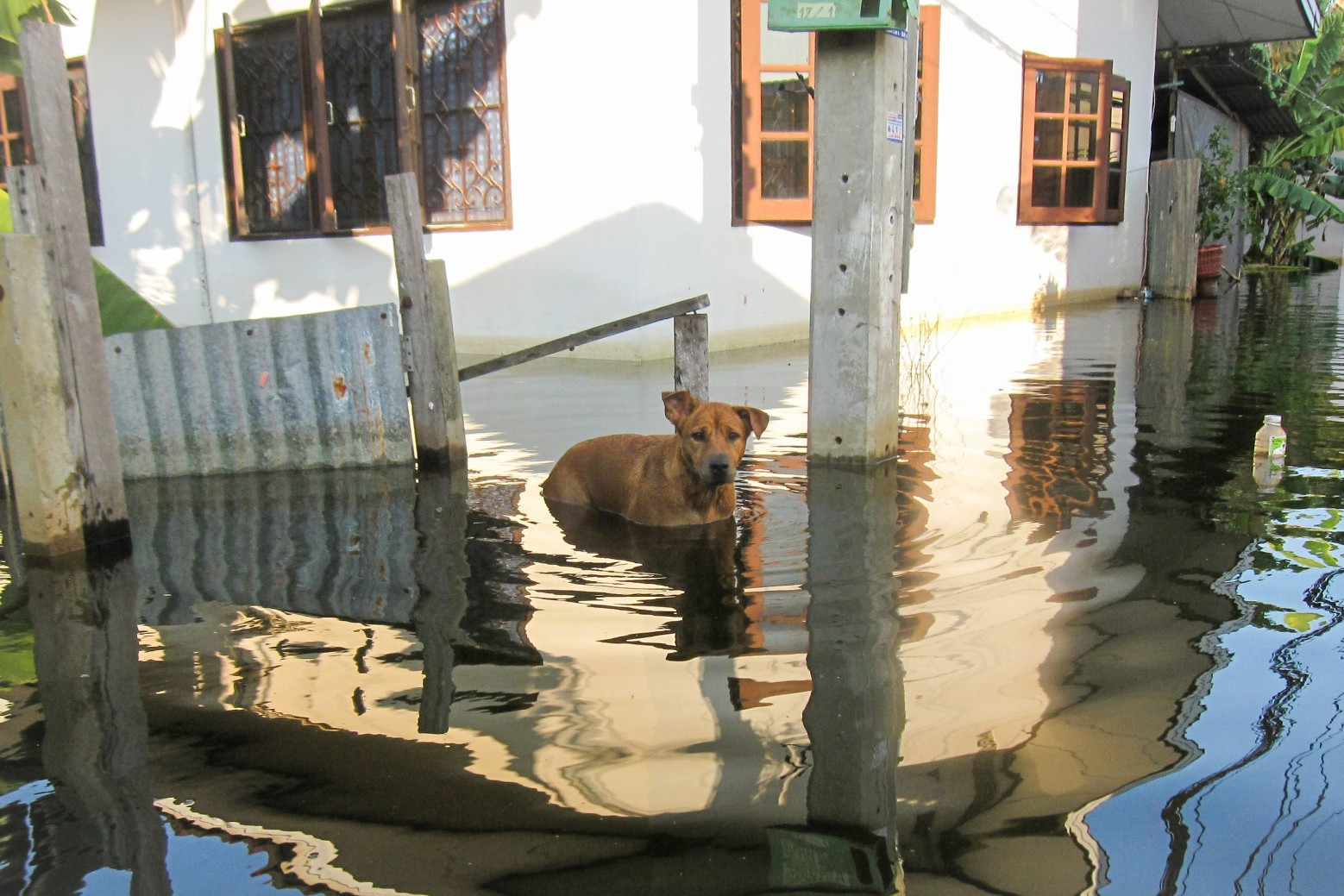 A dog standing in flood waters in front of a home