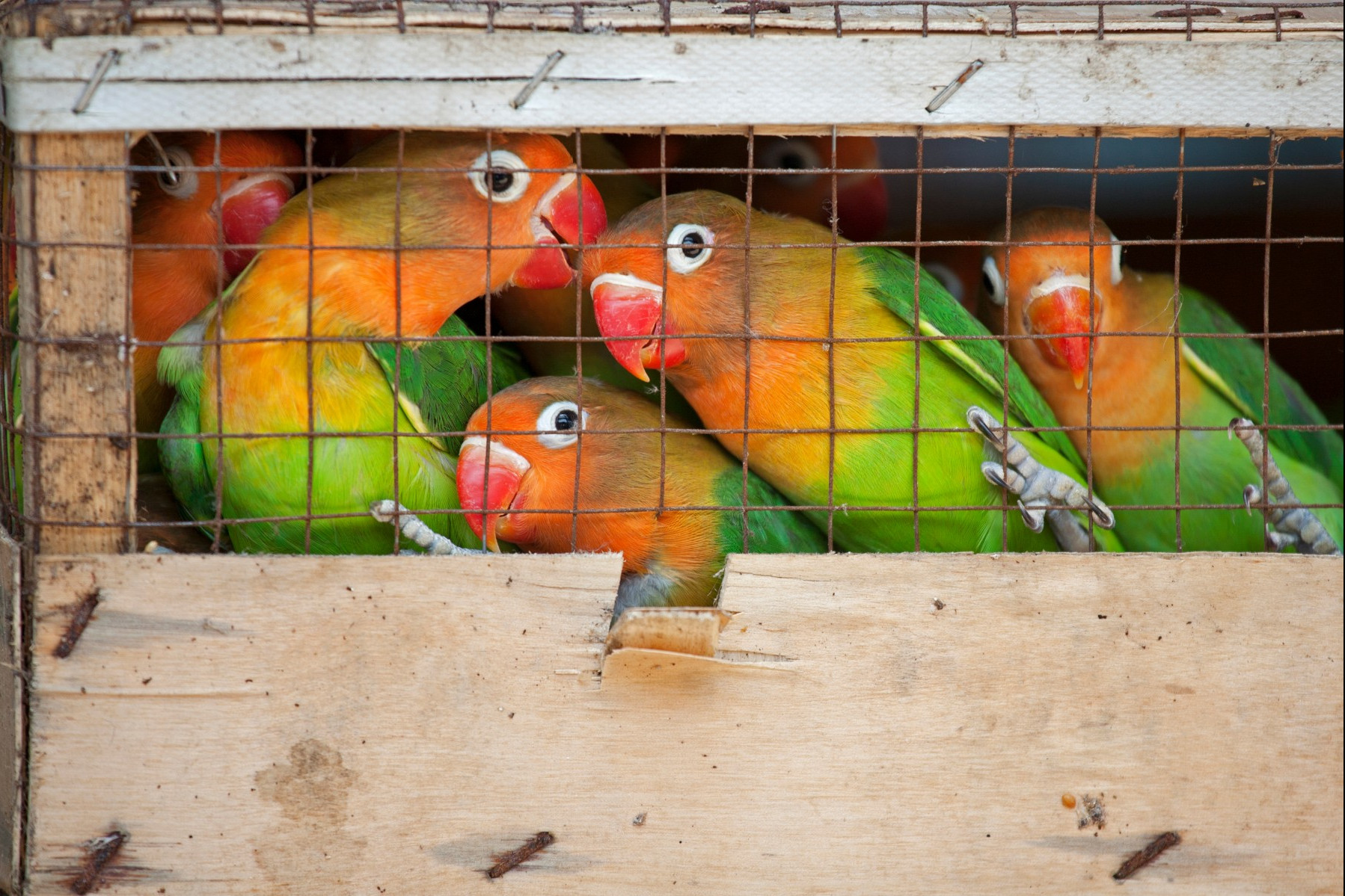 Photo: Lovebirds at a bird market ready for shipment to pet stores. DnDavis/Shutterstock