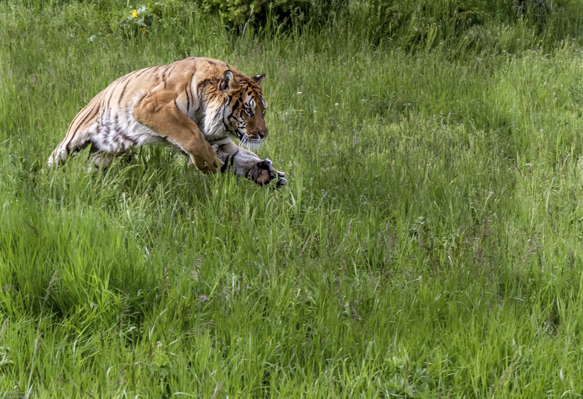 Tiger in the wild
