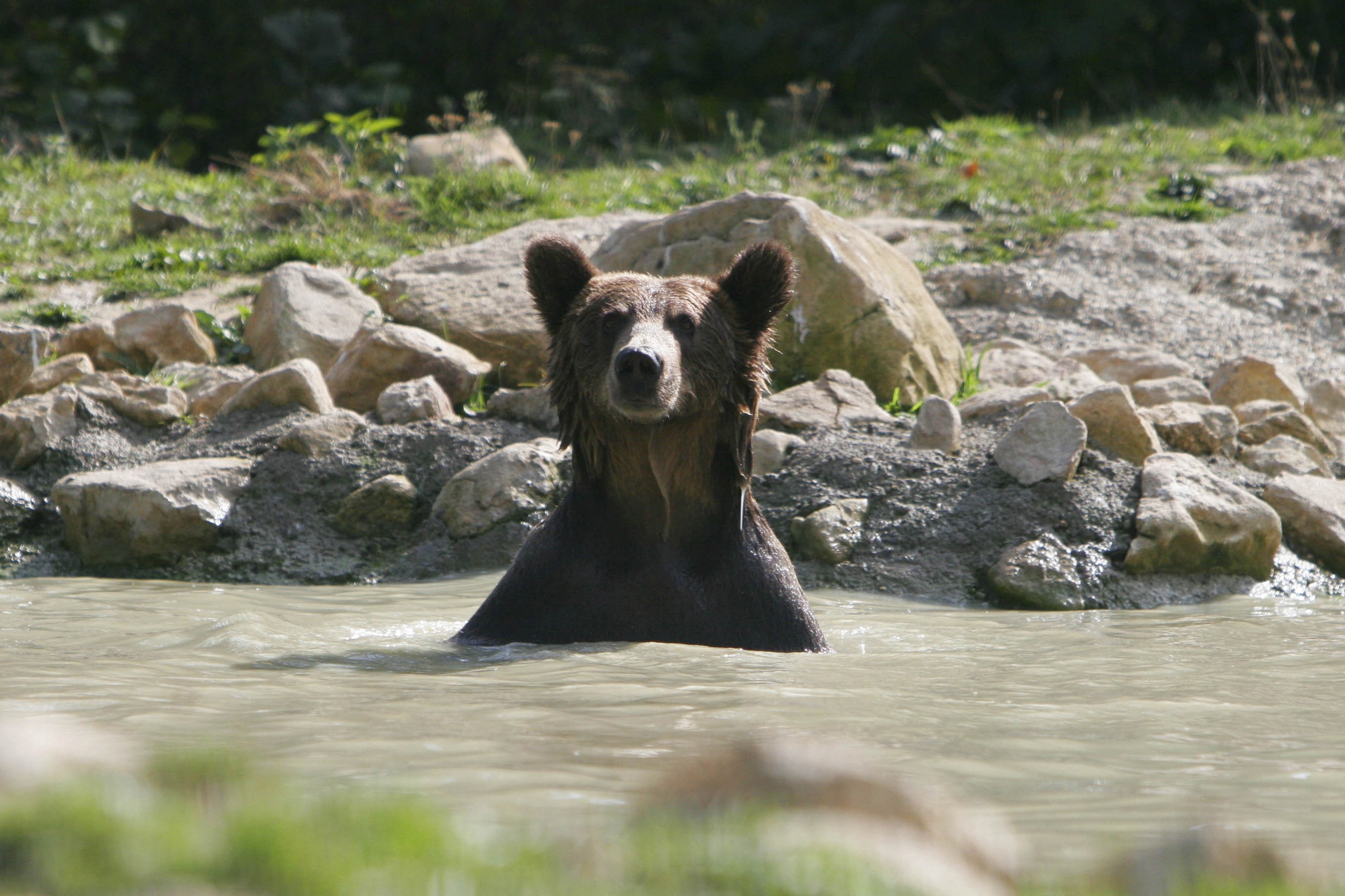 A bear emerging form the pool at the Romanian bear sanctuary