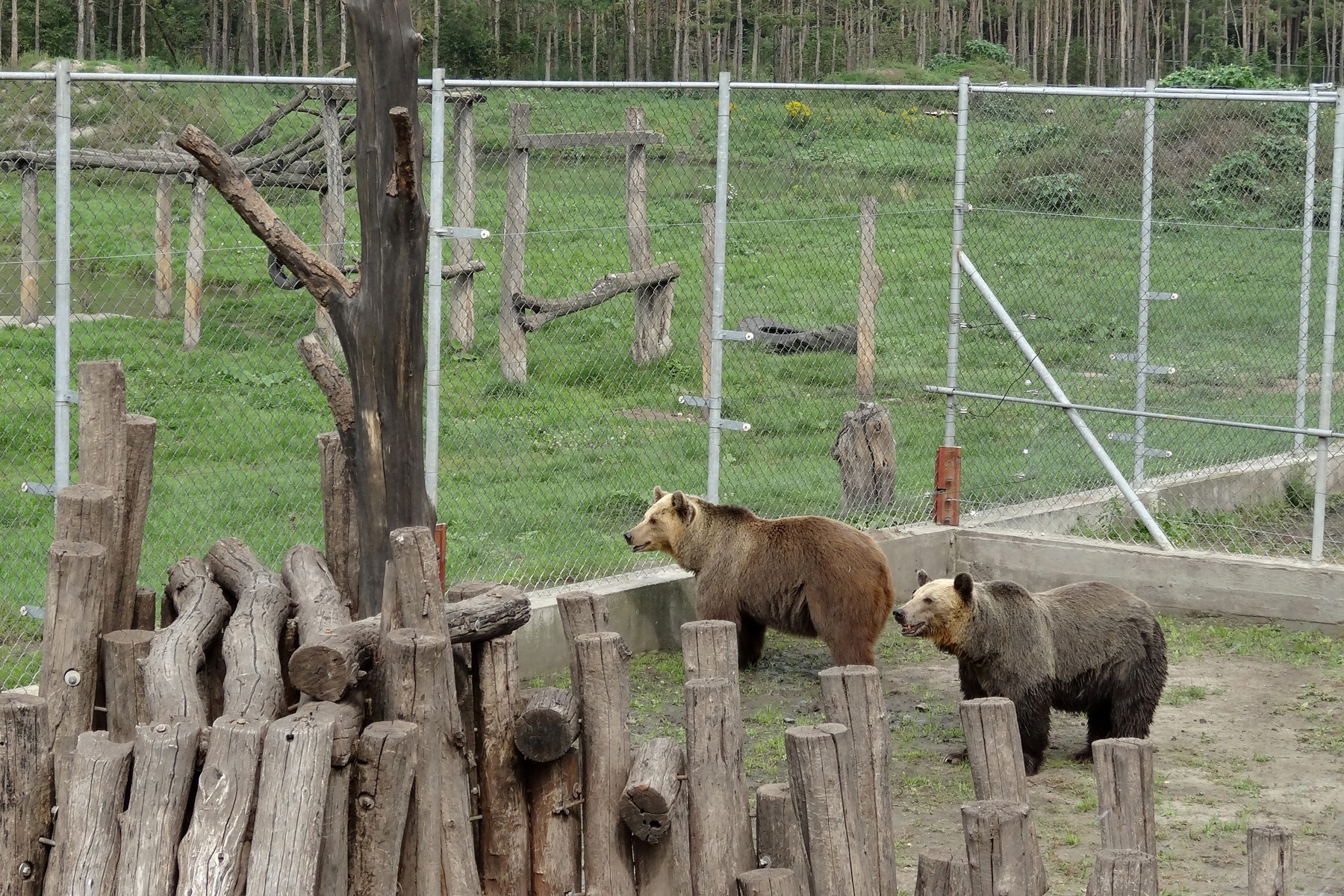Two rescued bears in Hungarian bear sanctuary