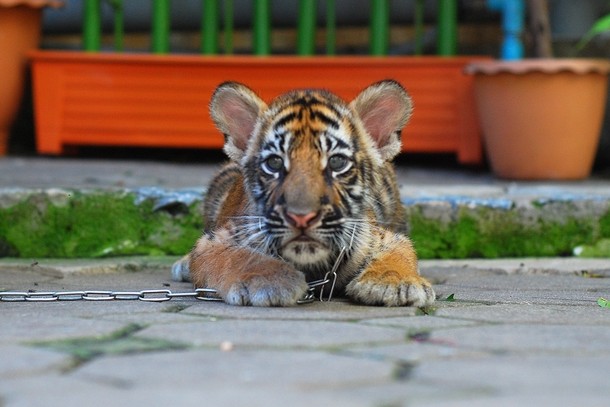 Tiger cub chained
