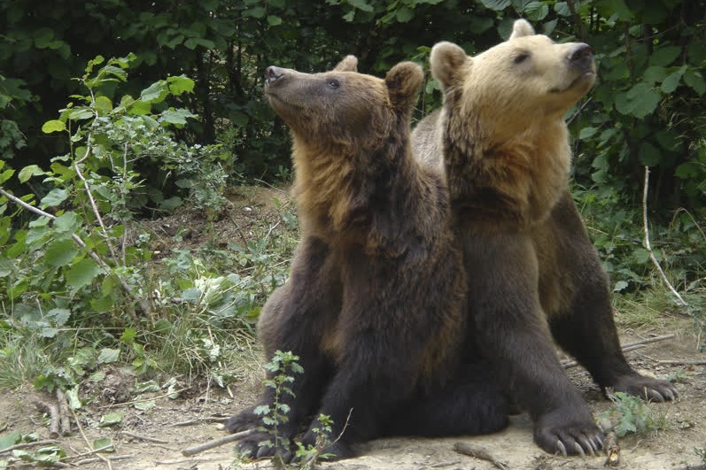 The bears Hansel and Gretel at the Romanian bear sancturary in Zarnesti, Romania