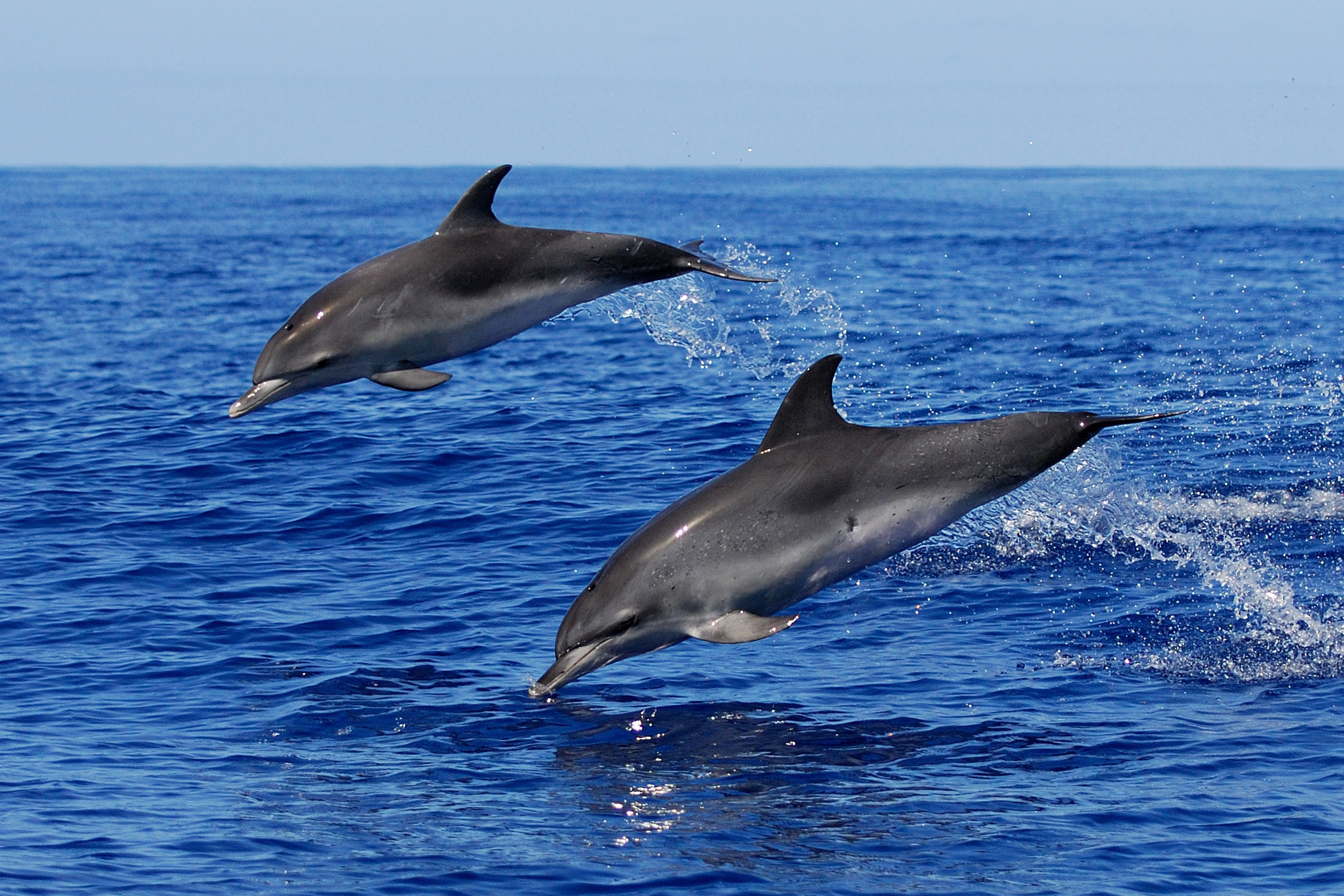 Dolphin FAQ | World Animal Protection