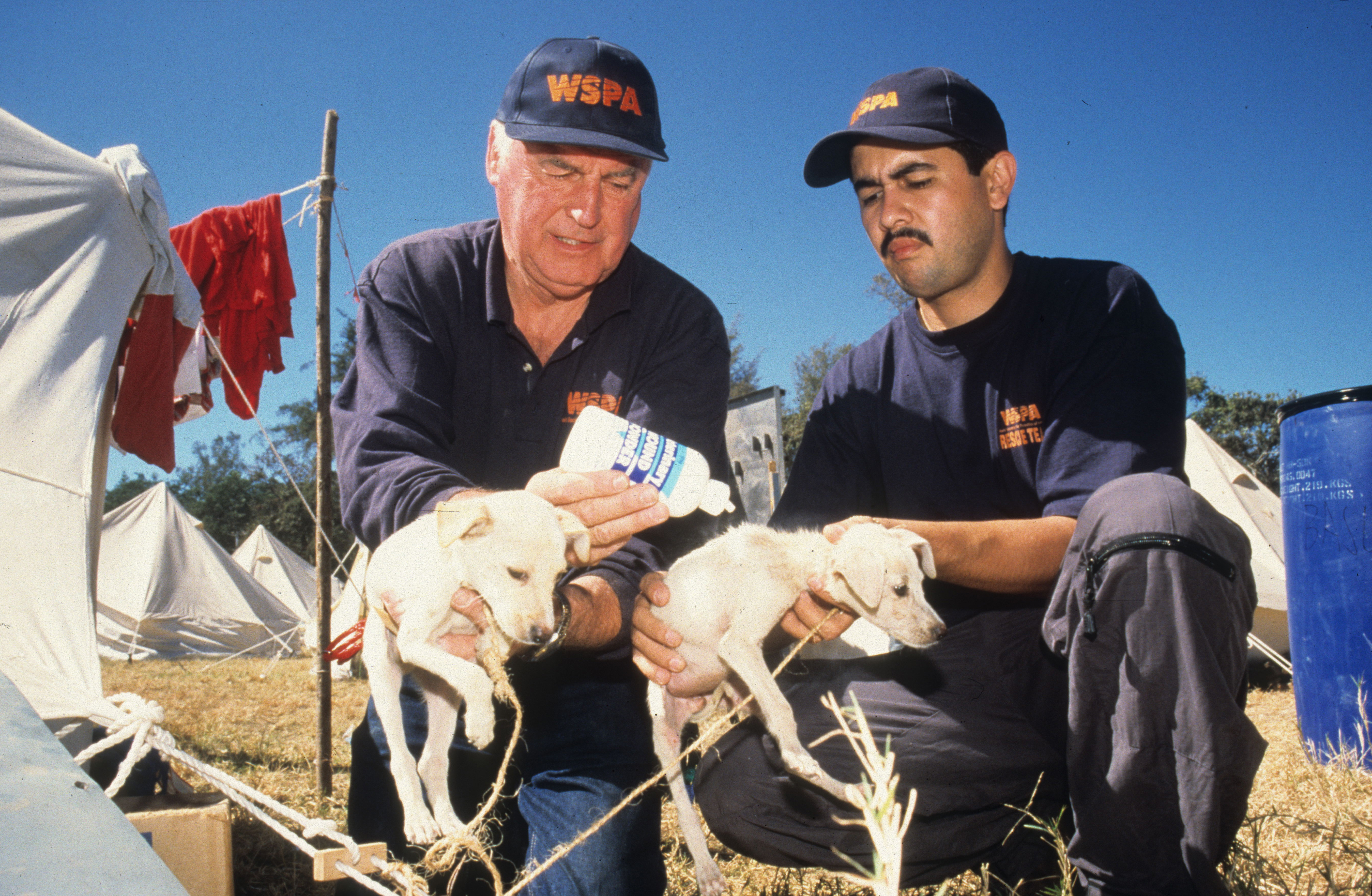 Our disaster relief team provides animal aid after an earthquake in El Salvador, 2001