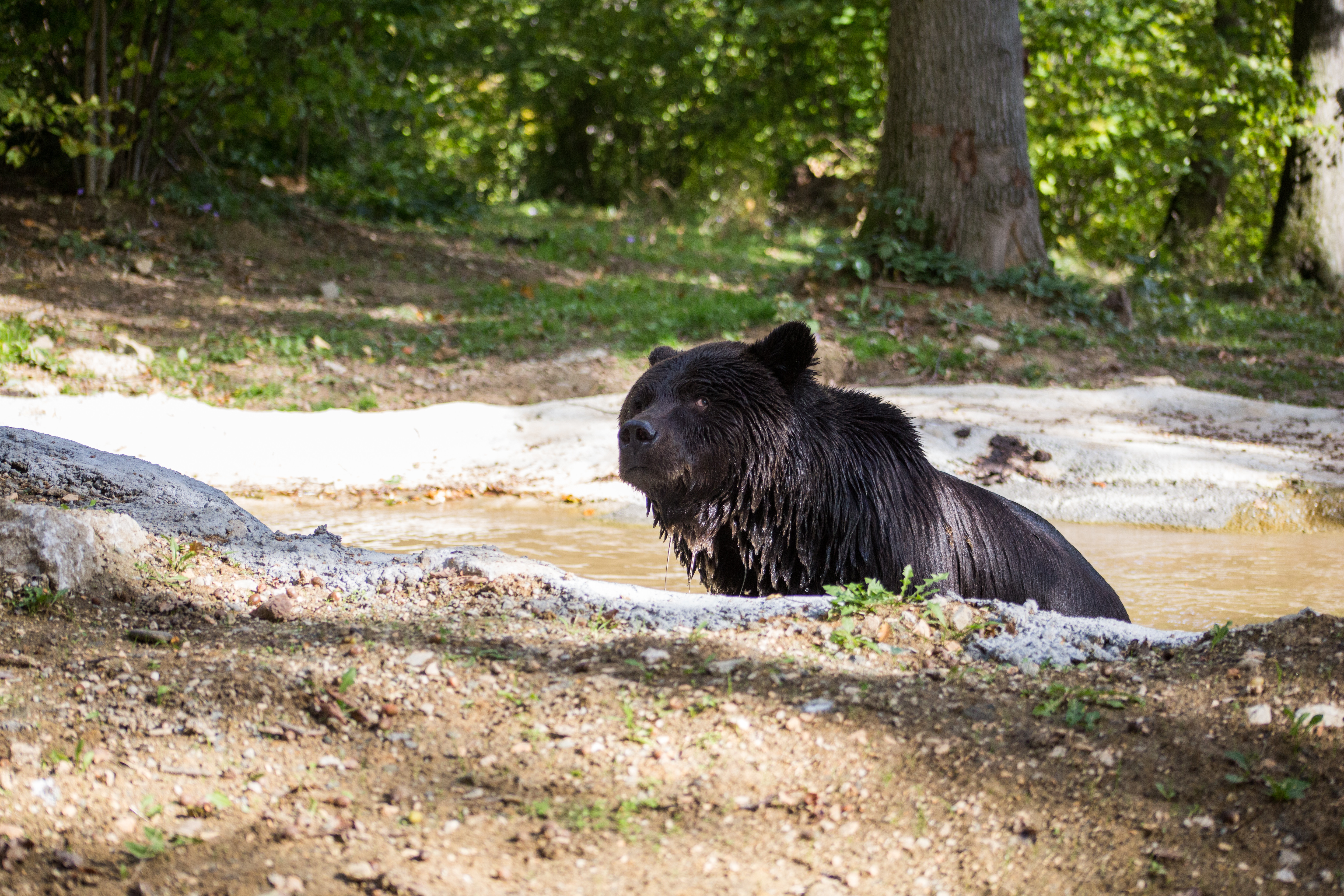 Max swimming in the 'spa' at the Romanian bear sanctuary