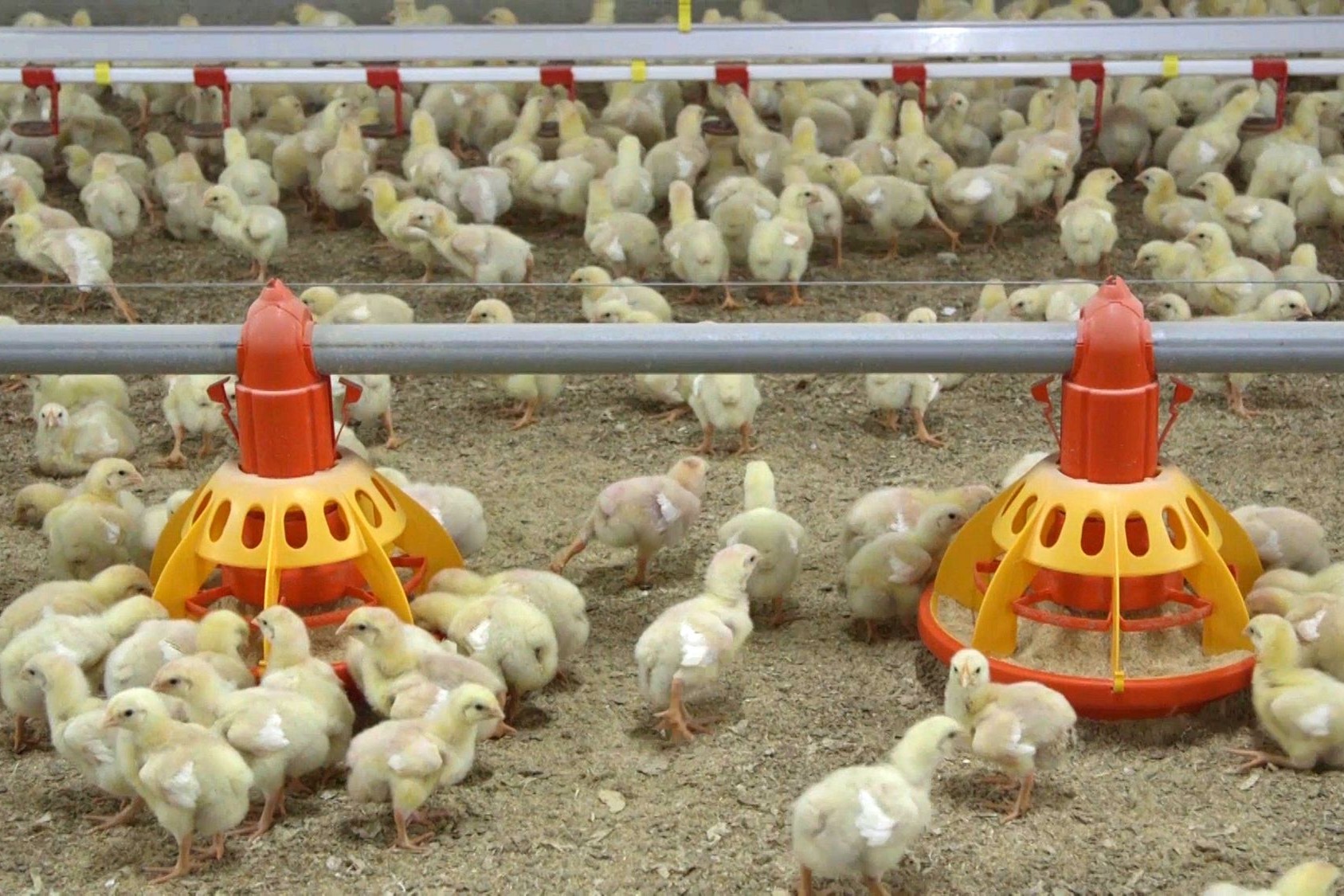 chickens, USA