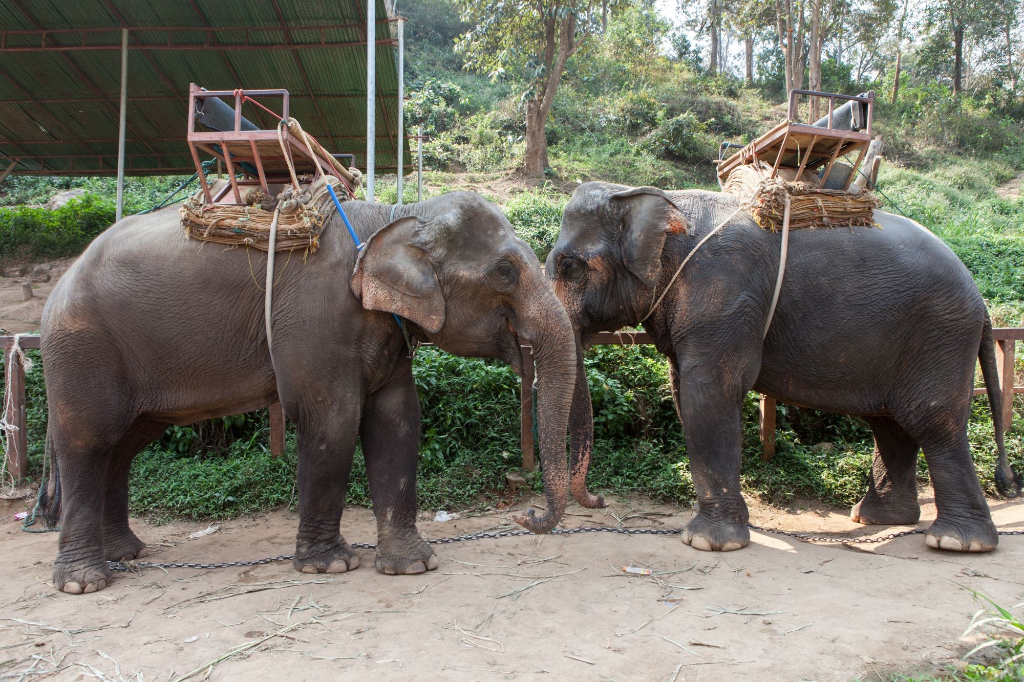Wild Animal Entertainment - Elephant Ride Cruelty - World Animal Protection