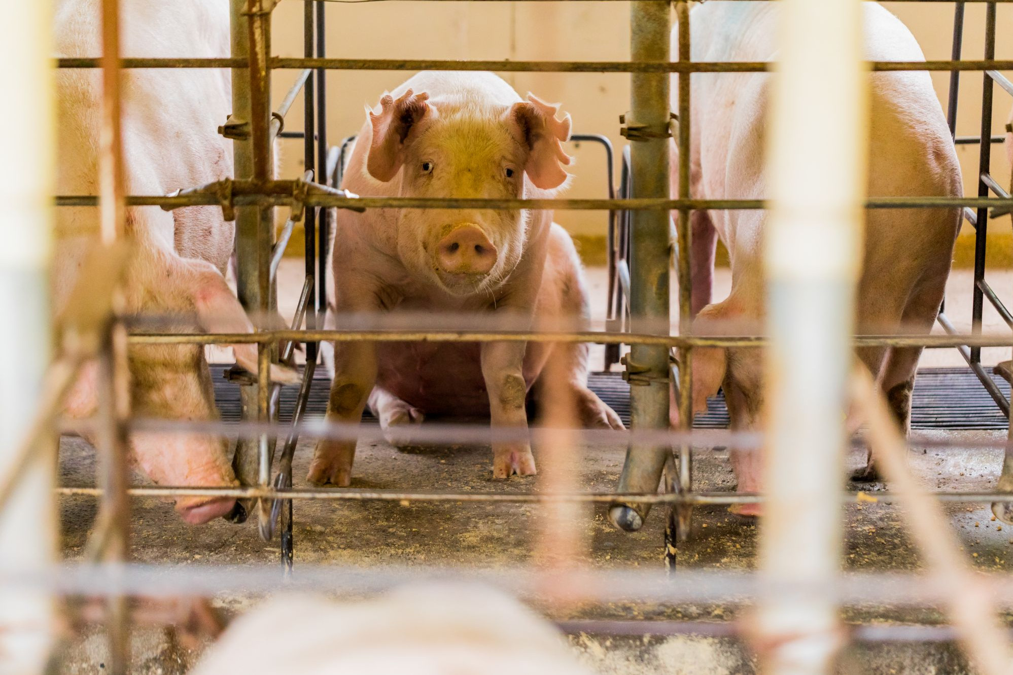 What is factory farming? | World Animal Protection