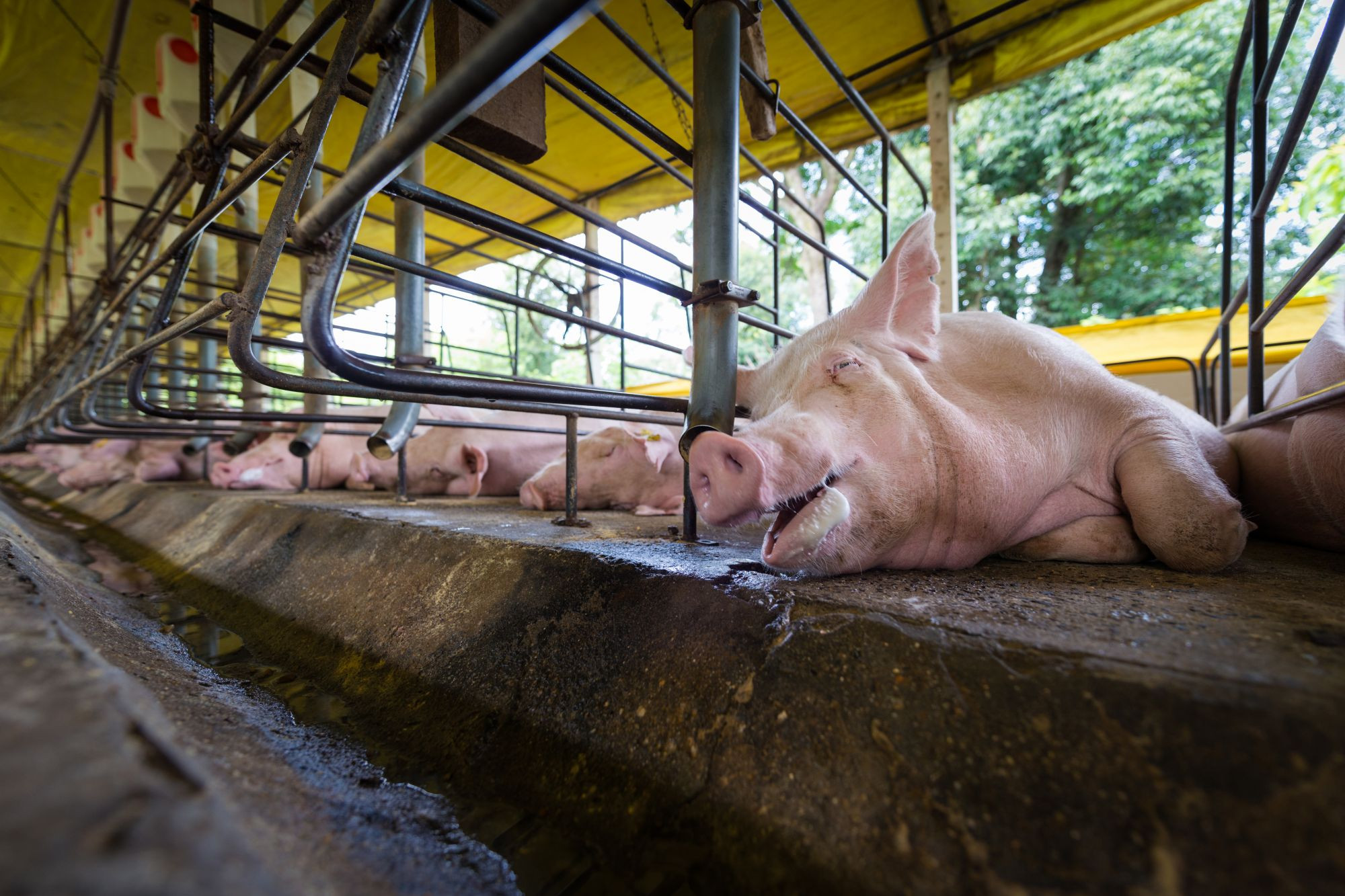 Pigs, Latin America