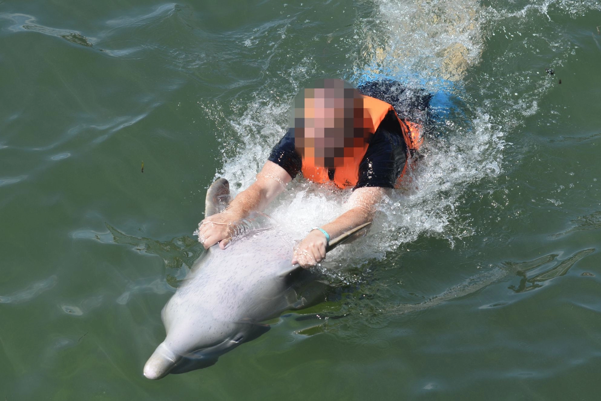 World Animal Protection - Dolphin Cruelty - Wild Animal Entertainment