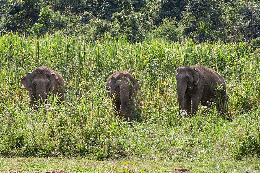 elephants, Thailand