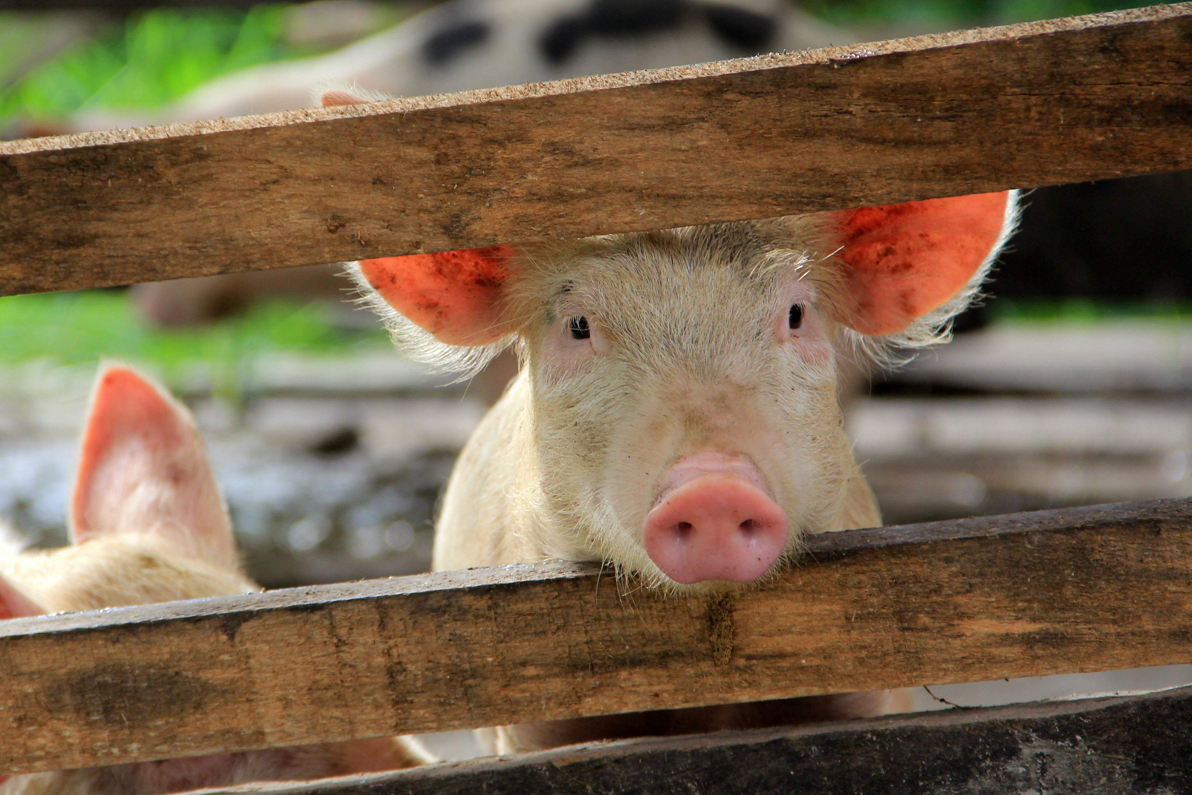 Lazy, filthy pigs? Think again | World Animal Protection